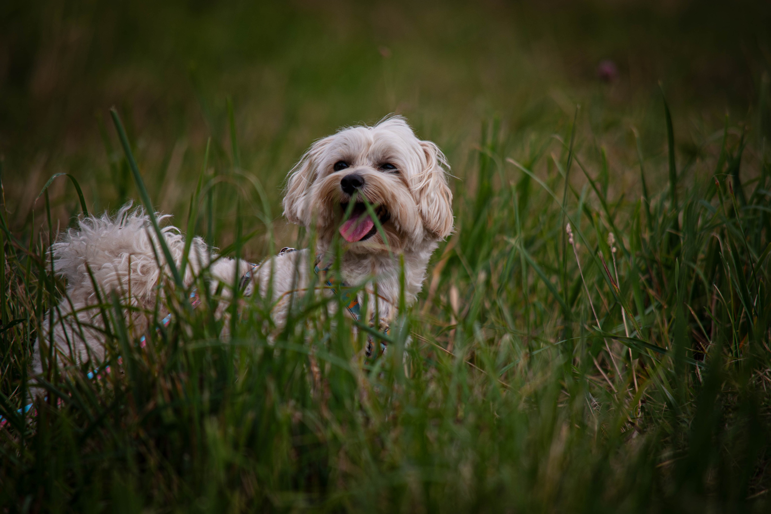 Прогулка в парке Митино. Фотограф Светлана Блинова, Москва и Московская область
