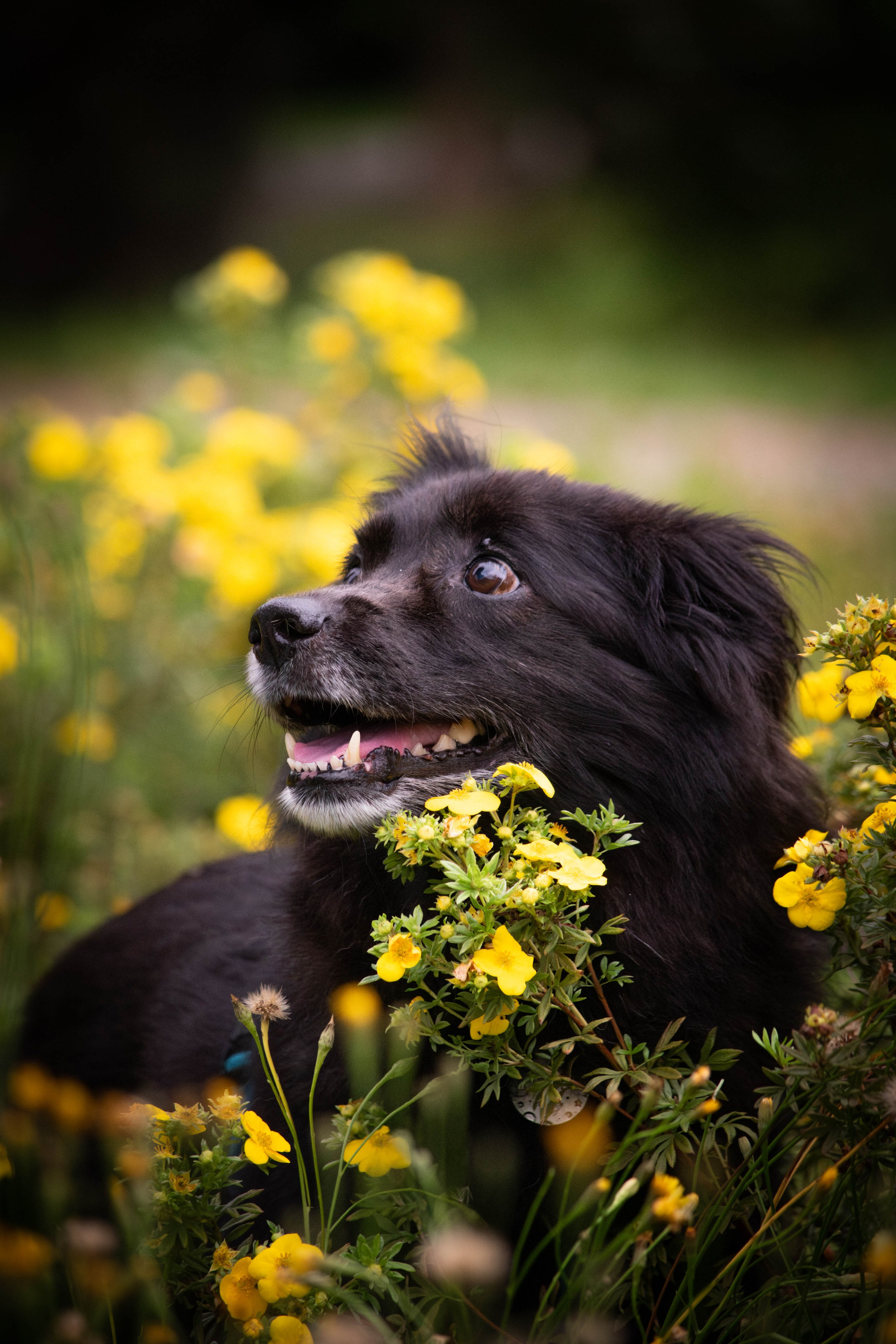 Альба и Даша. Фотограф Светлана Блинова, Москва и Московская область