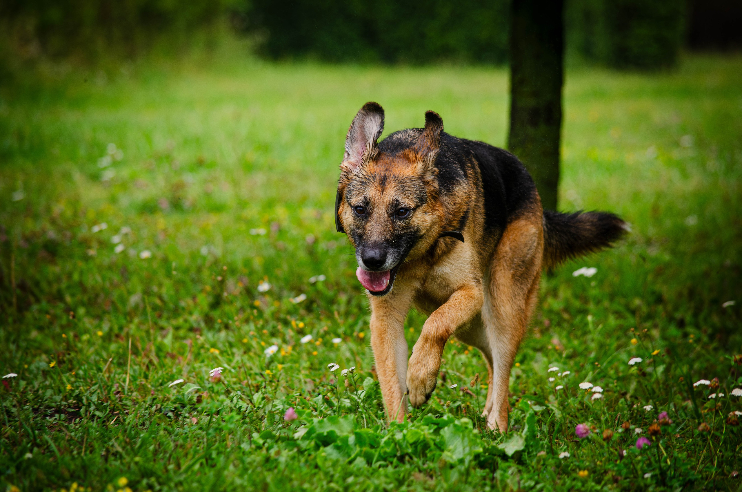 Арья и Оззи. Фотограф Светлана Блинова, Москва и Московская область