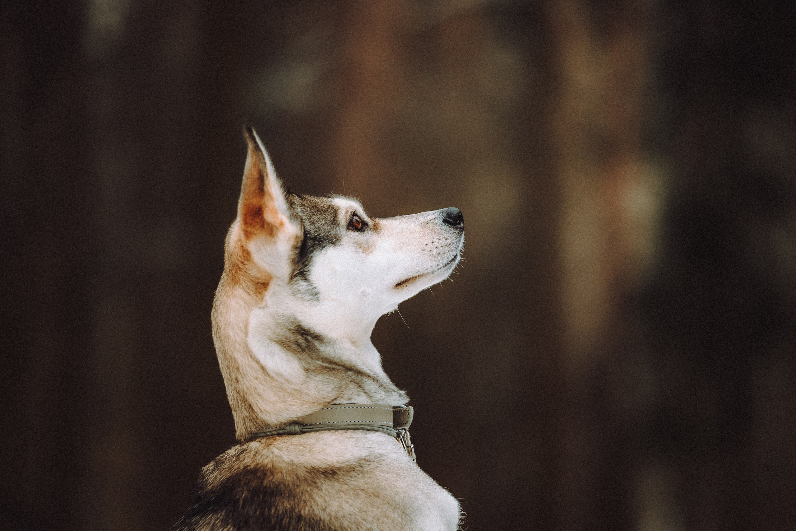 Аня и Рокси