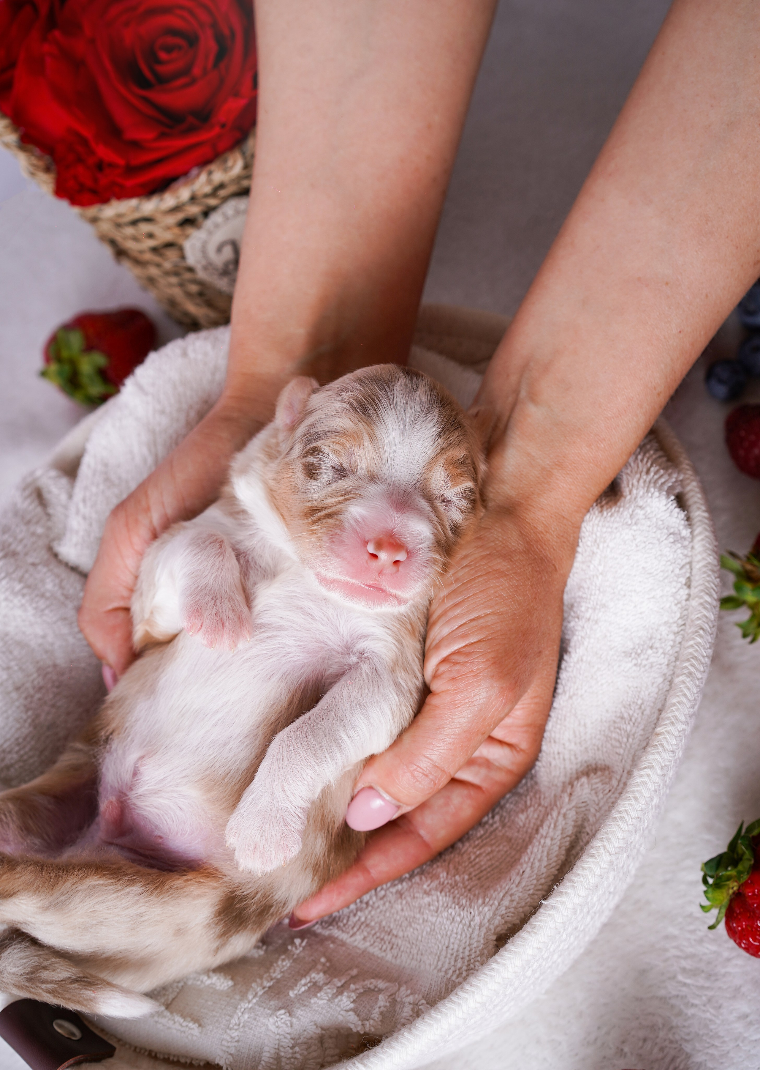Щенки аусси. Фотограф-анималист в Санкт-Петербурге Яна Мартынова