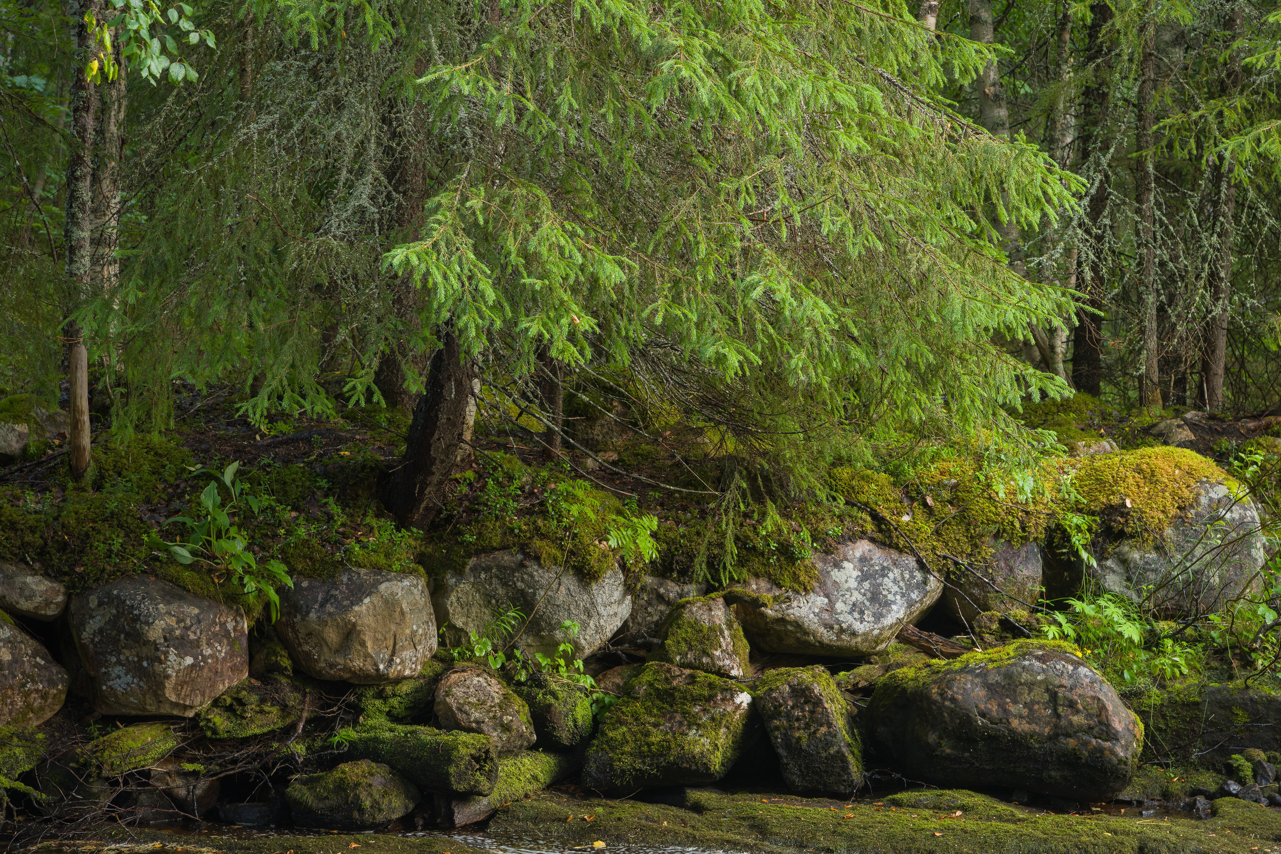 Лето. Северные Ночи