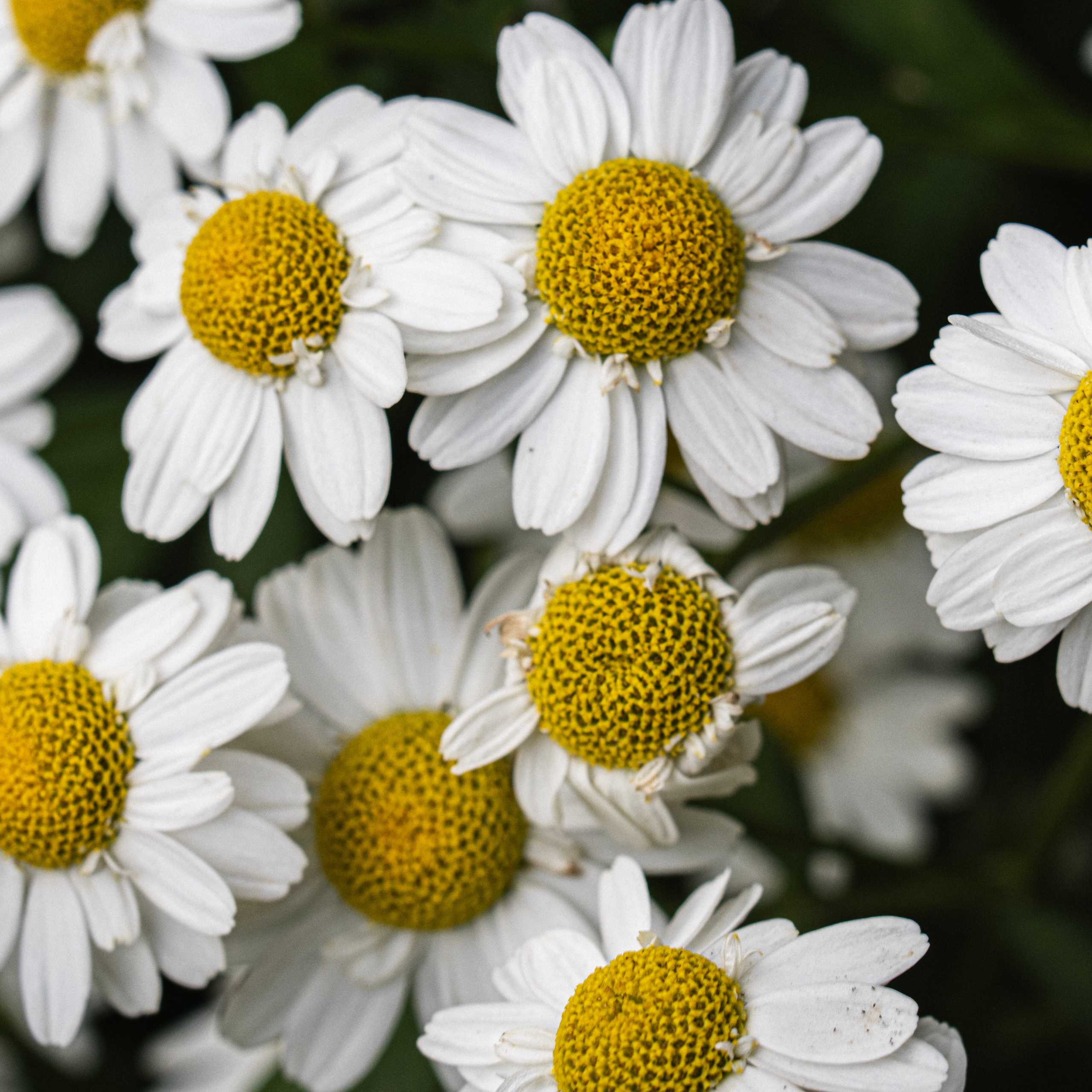 Цветы. Пейзажный и семейный фотограф в Санкт-Петербурге Александр Белов