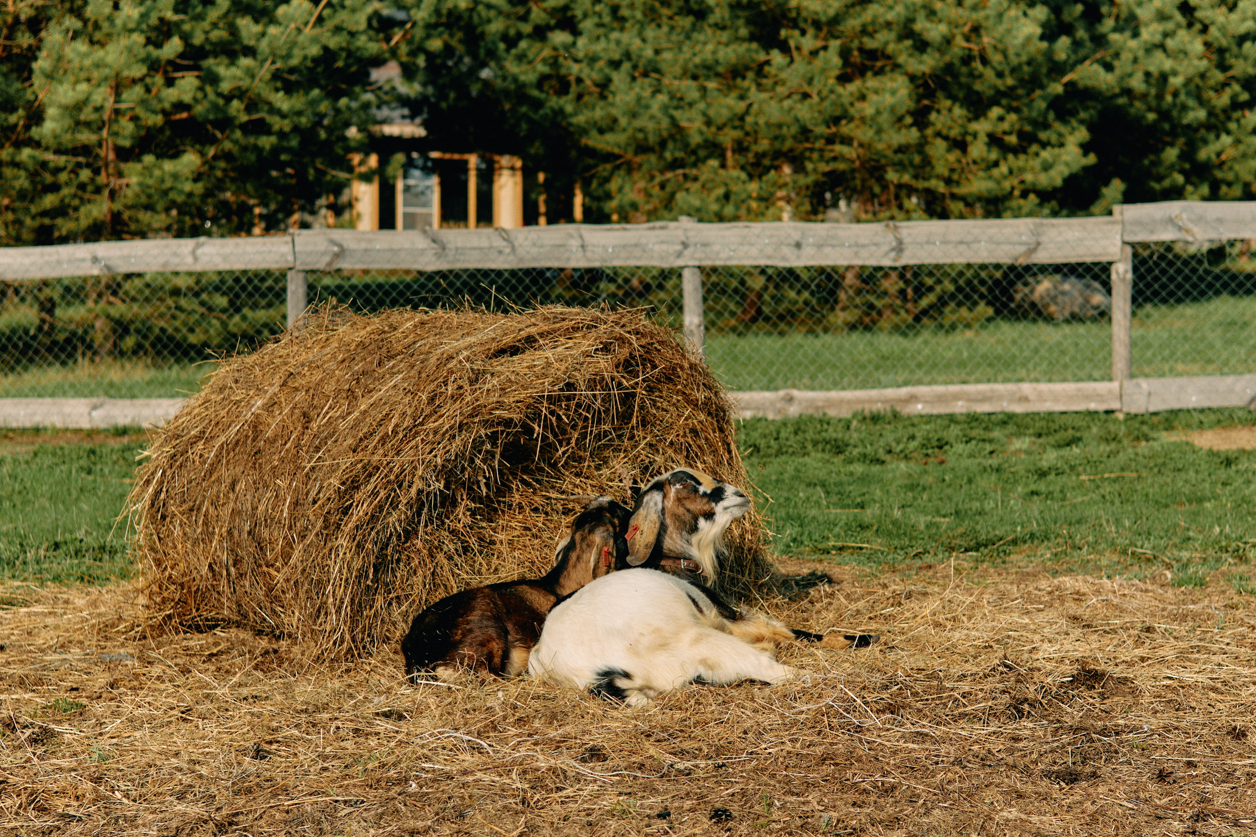 Бутик-отель Поле летом. Профессиональный Фотограф во Владимире, в Москве и в Суздале — Полина Романычева