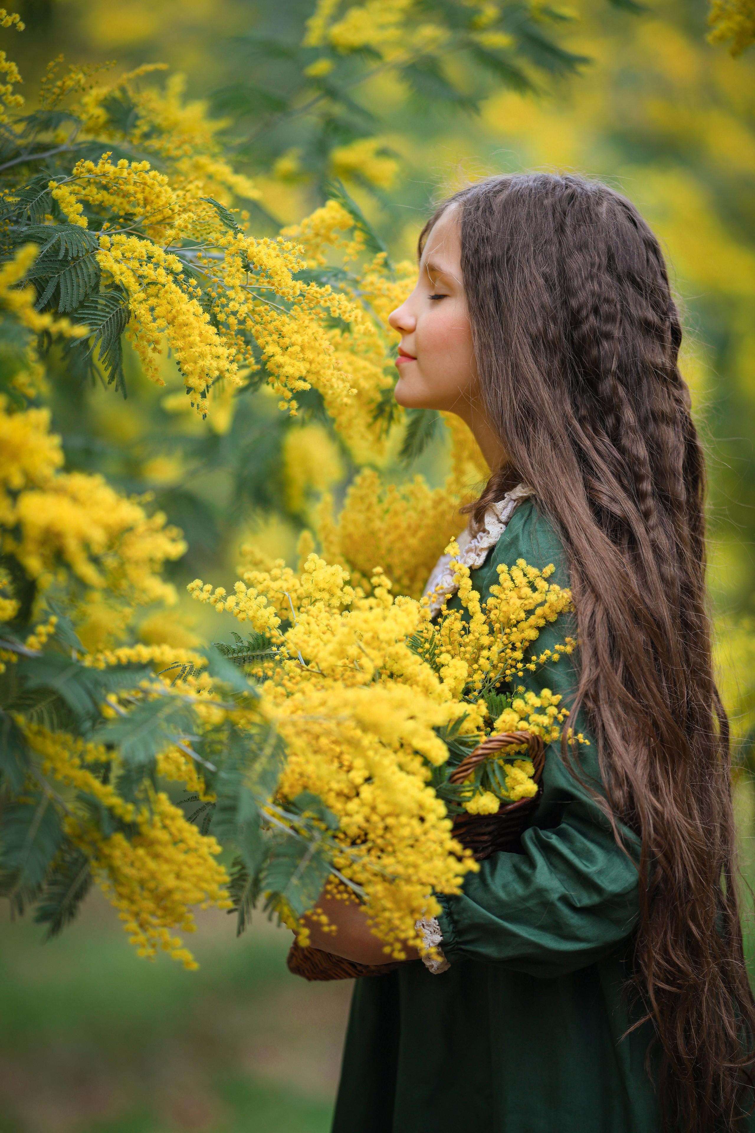 Цветущая мимоза фотосессия в Абхазии