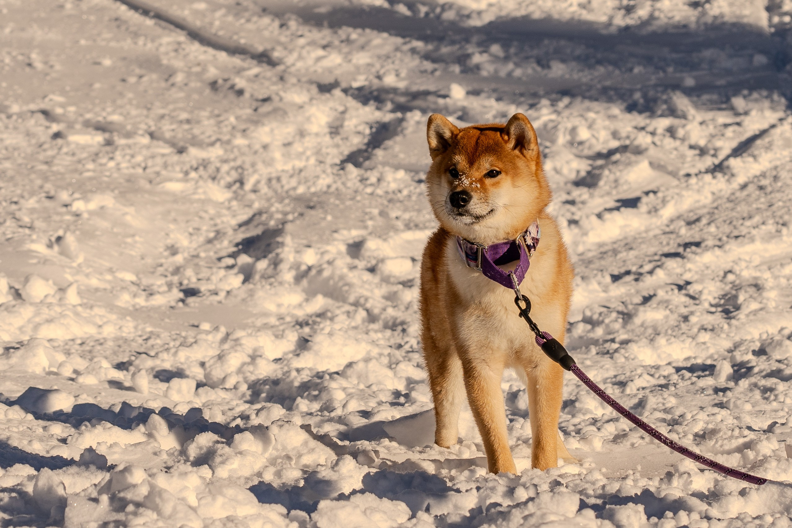 Mountain Patrol. Анастасия Паршукова — фотограф Шерегеш Новосибирск