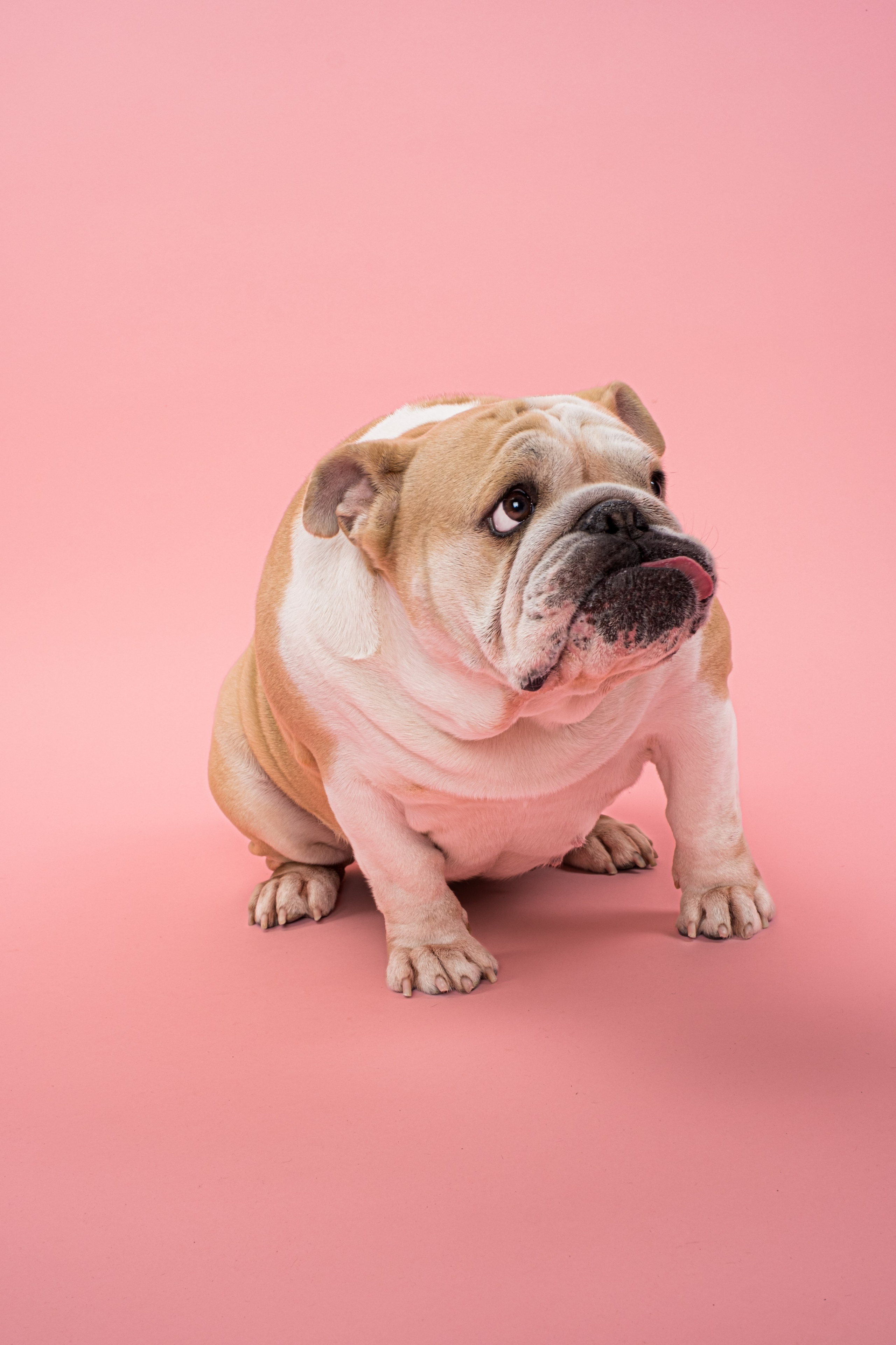 Бренды. Семейный фотограф и анималист в Москве Анна Иванова