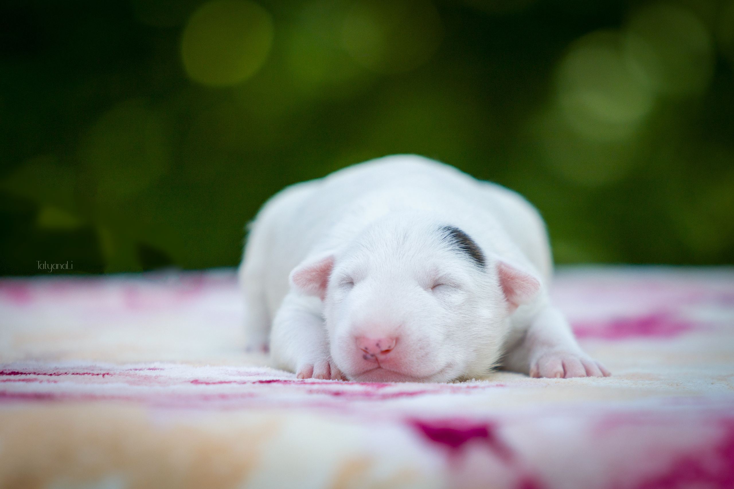 Стандартный бультерьер. Фотограф — анималист Татьяна Ли