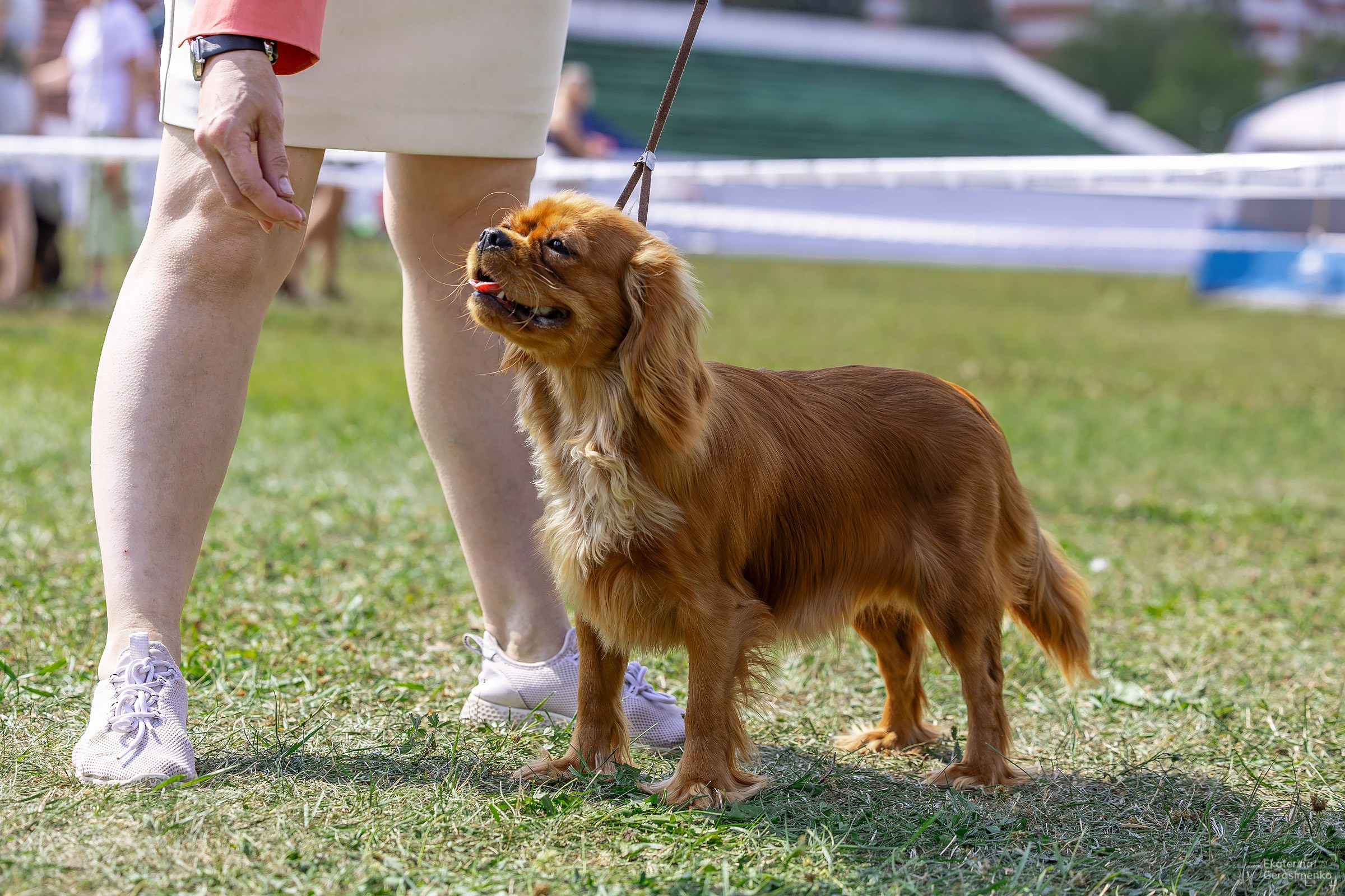 2–3 августа 2025, Выставка РКФ, г. Пермь. Htykk_photo