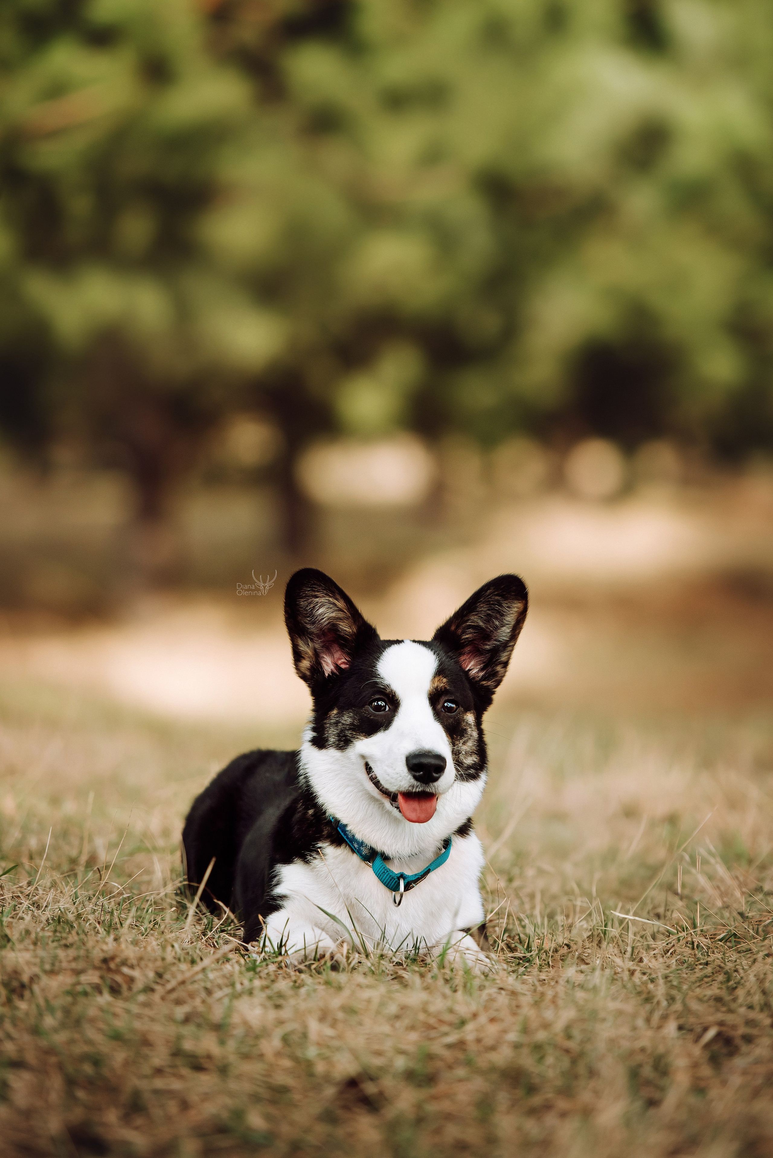 Собаки уличные. Фотограф Диана Оленина Красноярск / Братск