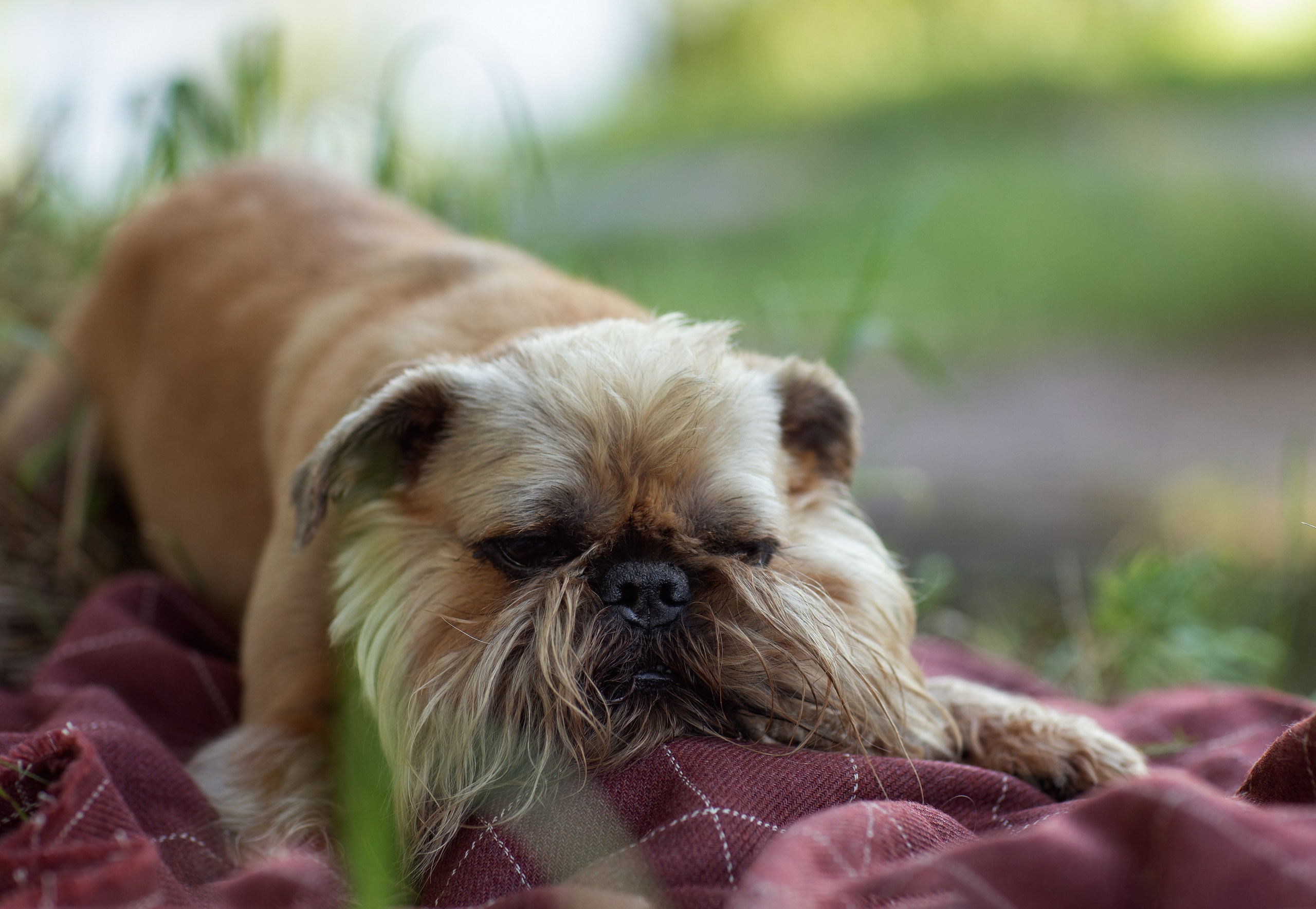 Лена и Барри. Фотограф — Анималист Наталья Тямушева