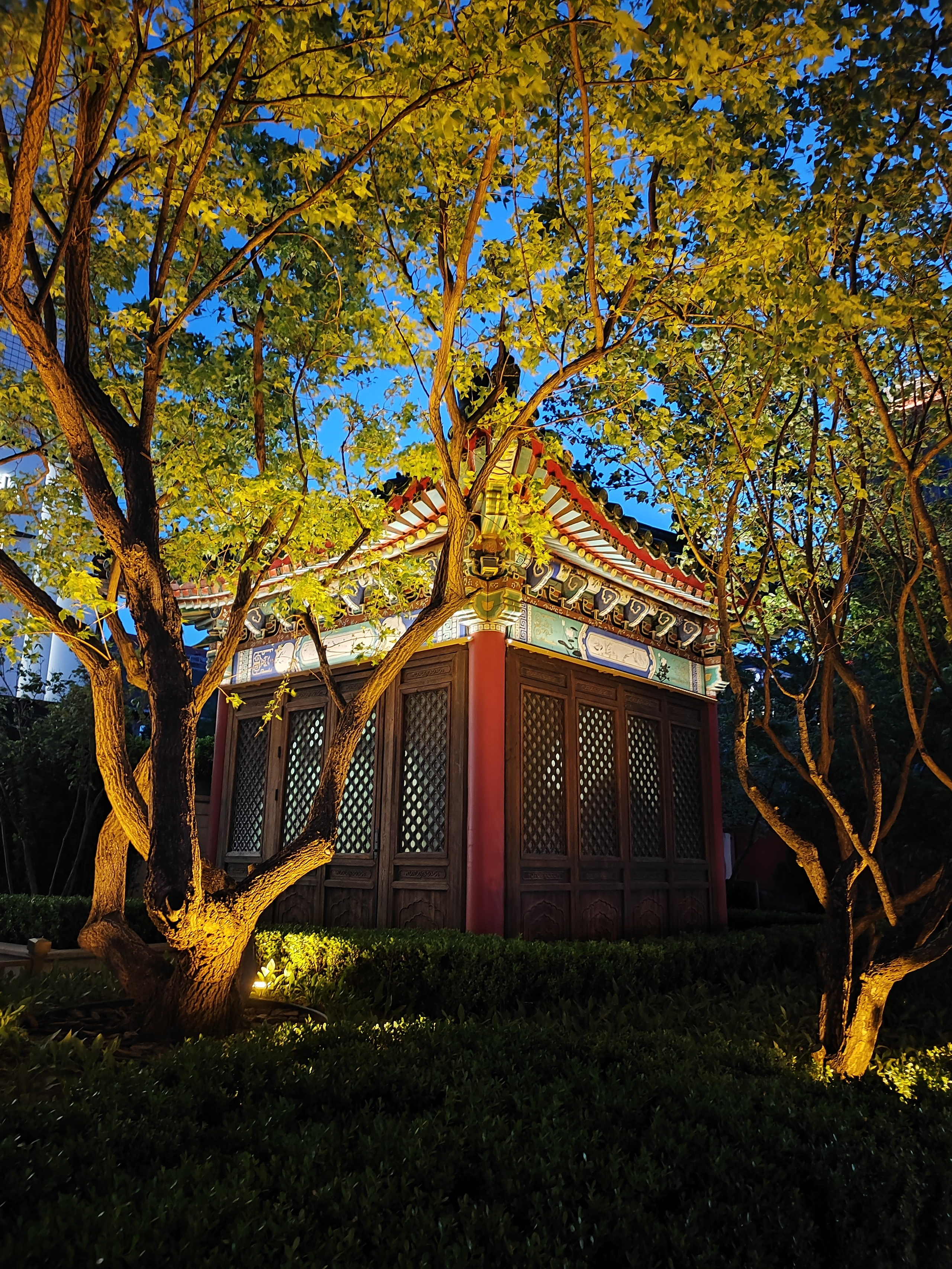 Намобилкус китайский. Репортажный фотограф Алексей Пирязев