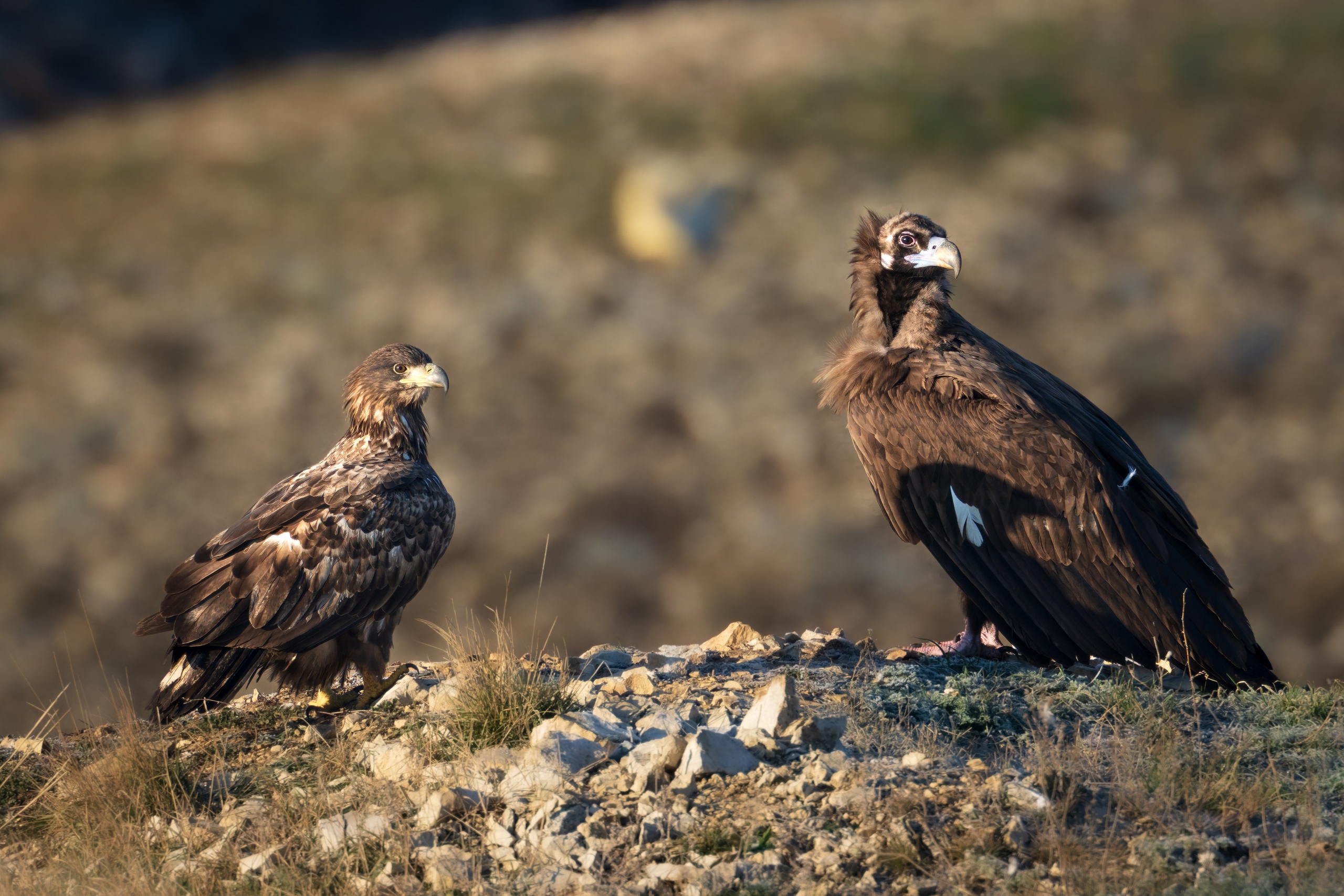 Белохвостый орлан (молодой)