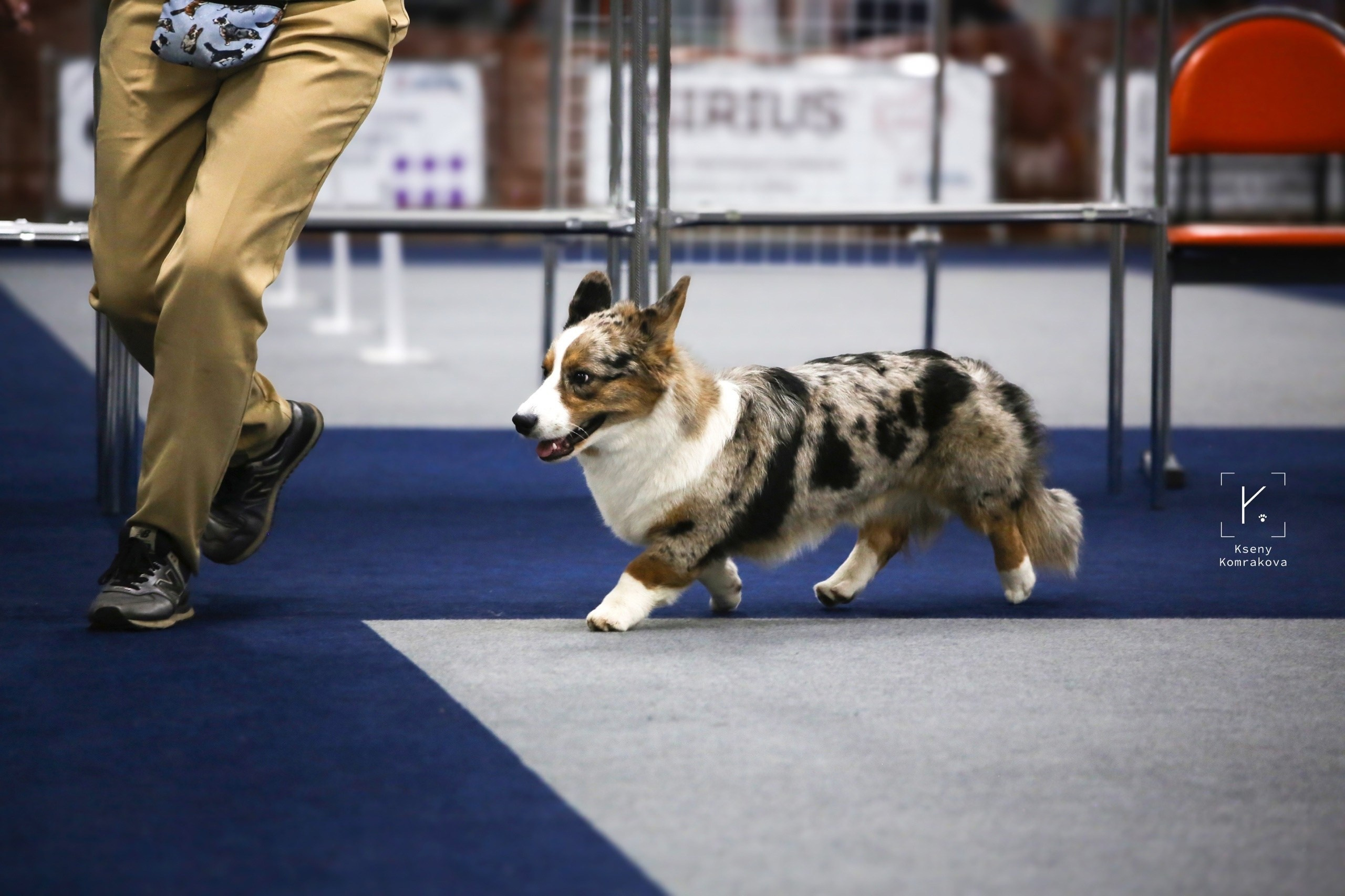 Съемка собак. Анималистика. Репортаж. Индивидуальная съемка