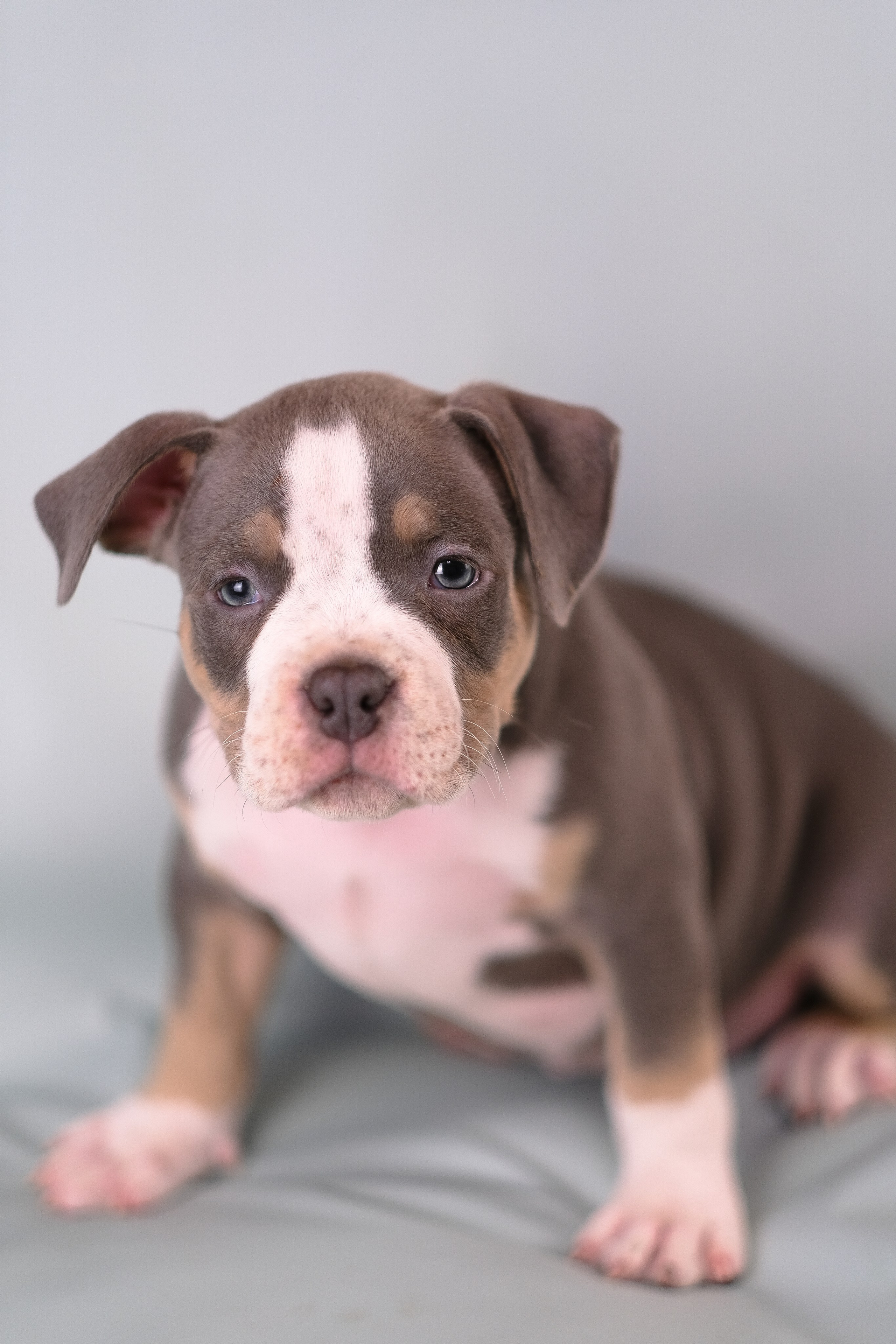 Американский Булли. Фотограф и видеограф анималист Аганина Дарья