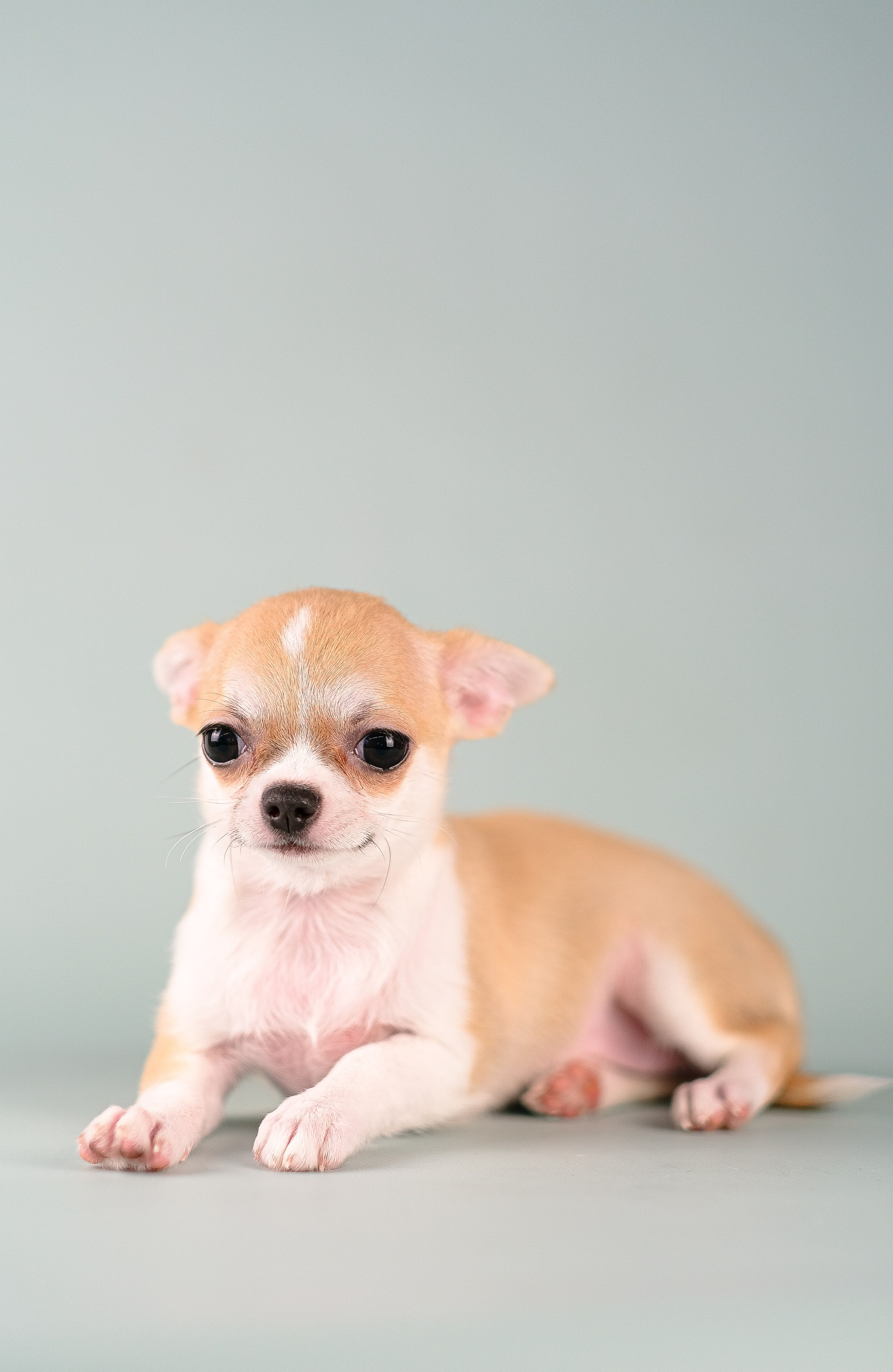 Чихуа хуа. Фотограф и видеограф анималист Аганина Дарья