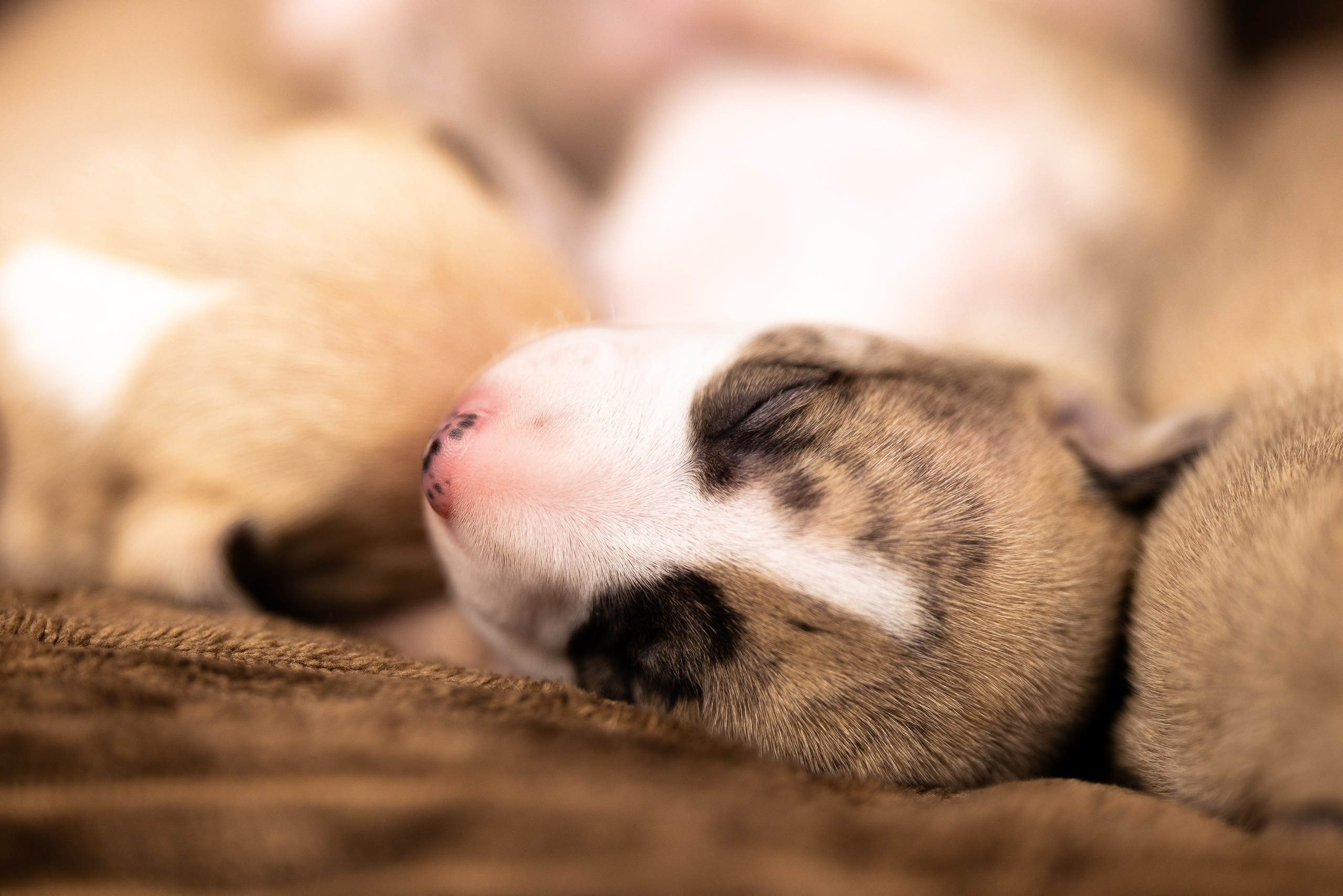 Уиппет. Фотограф и видеограф анималист Аганина Дарья