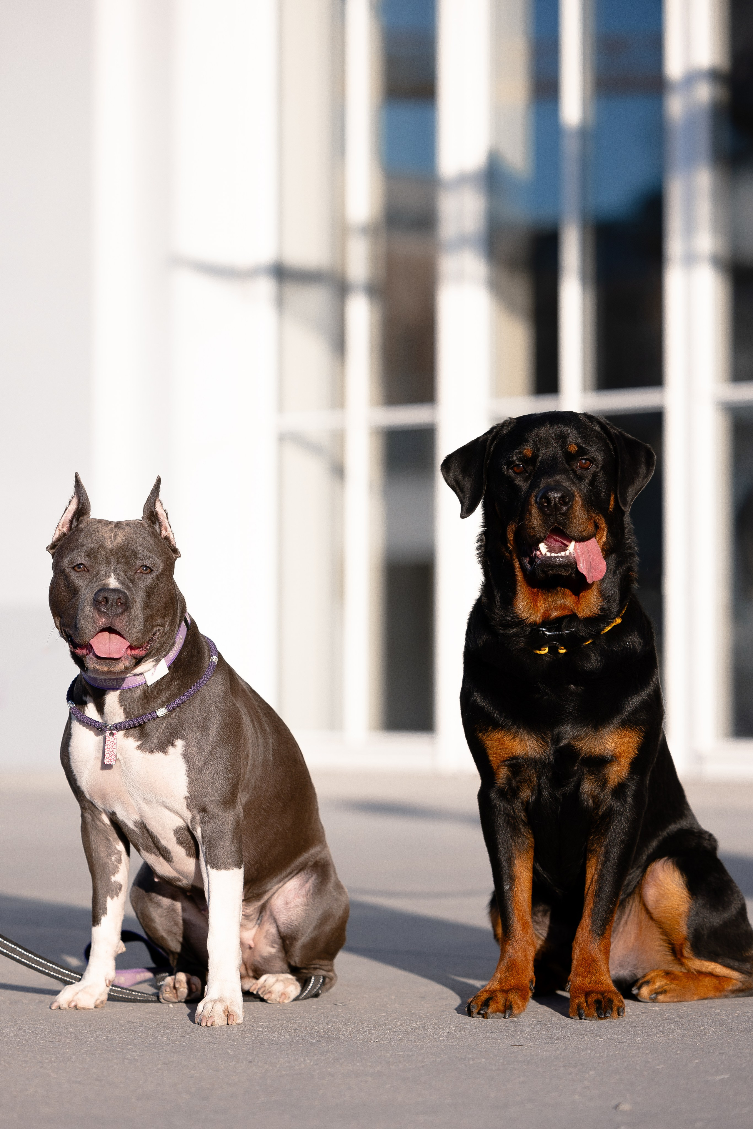 Катя, Леша, Трой и Лея. Фотограф и видеограф анималист Аганина Дарья