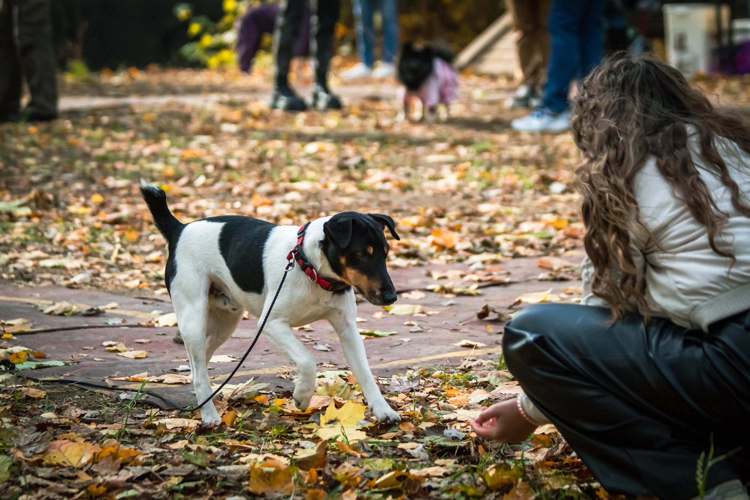 Костюмированный парад собак. Фотограф анималист — Тула, Москва