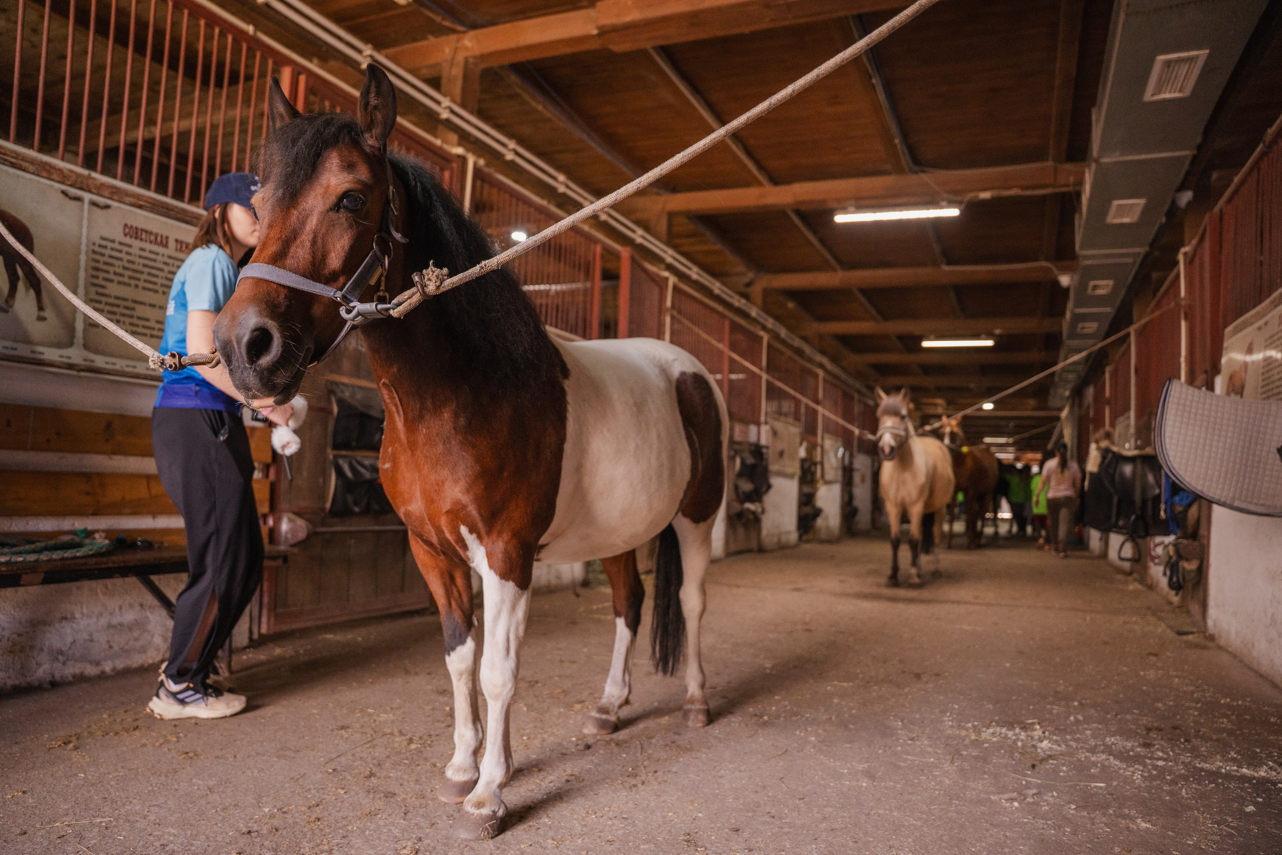 Конное занятие. Главная