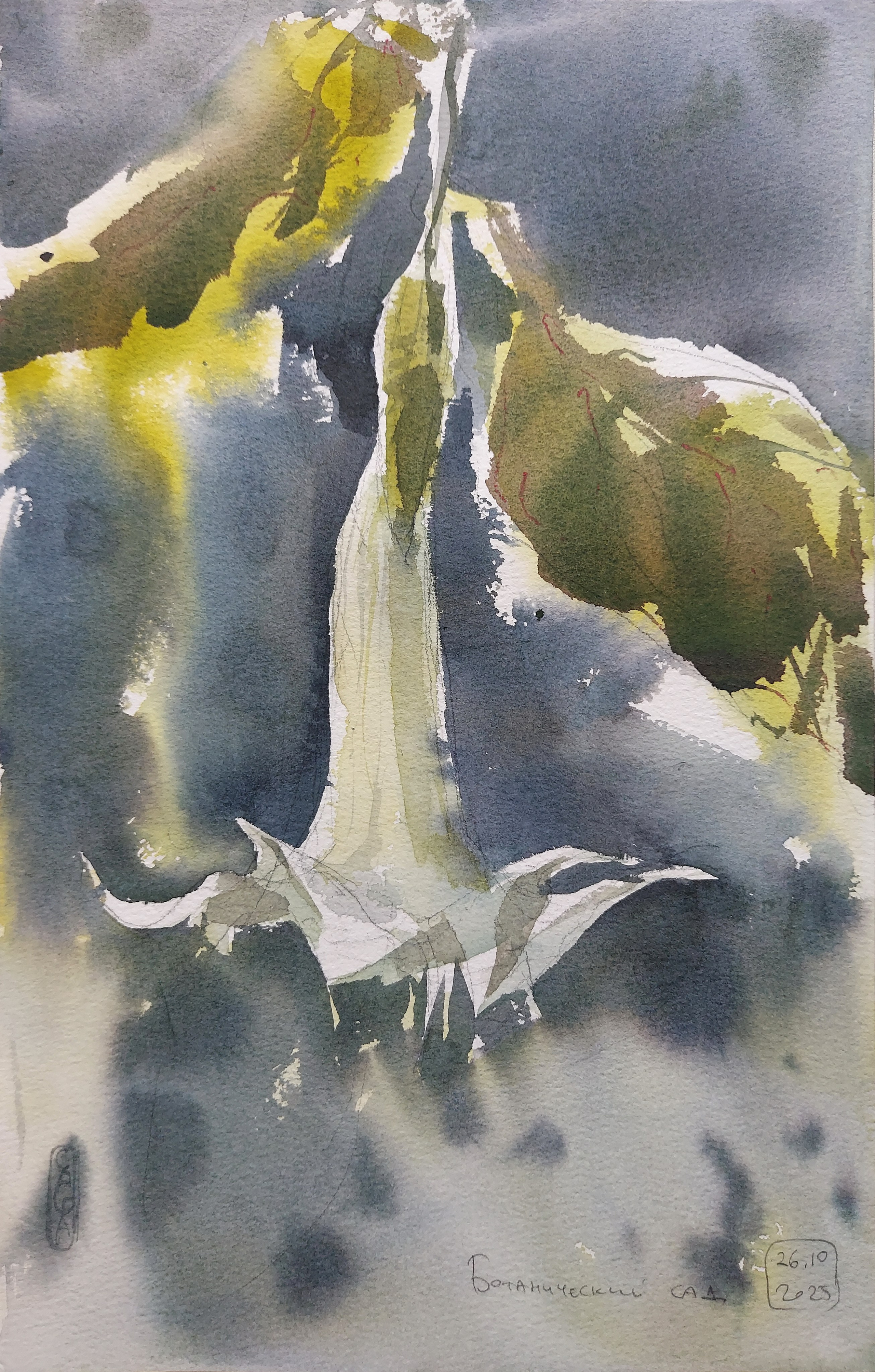 Flowers. Alexander Manaenkov | Watercolor Artist from Siberia