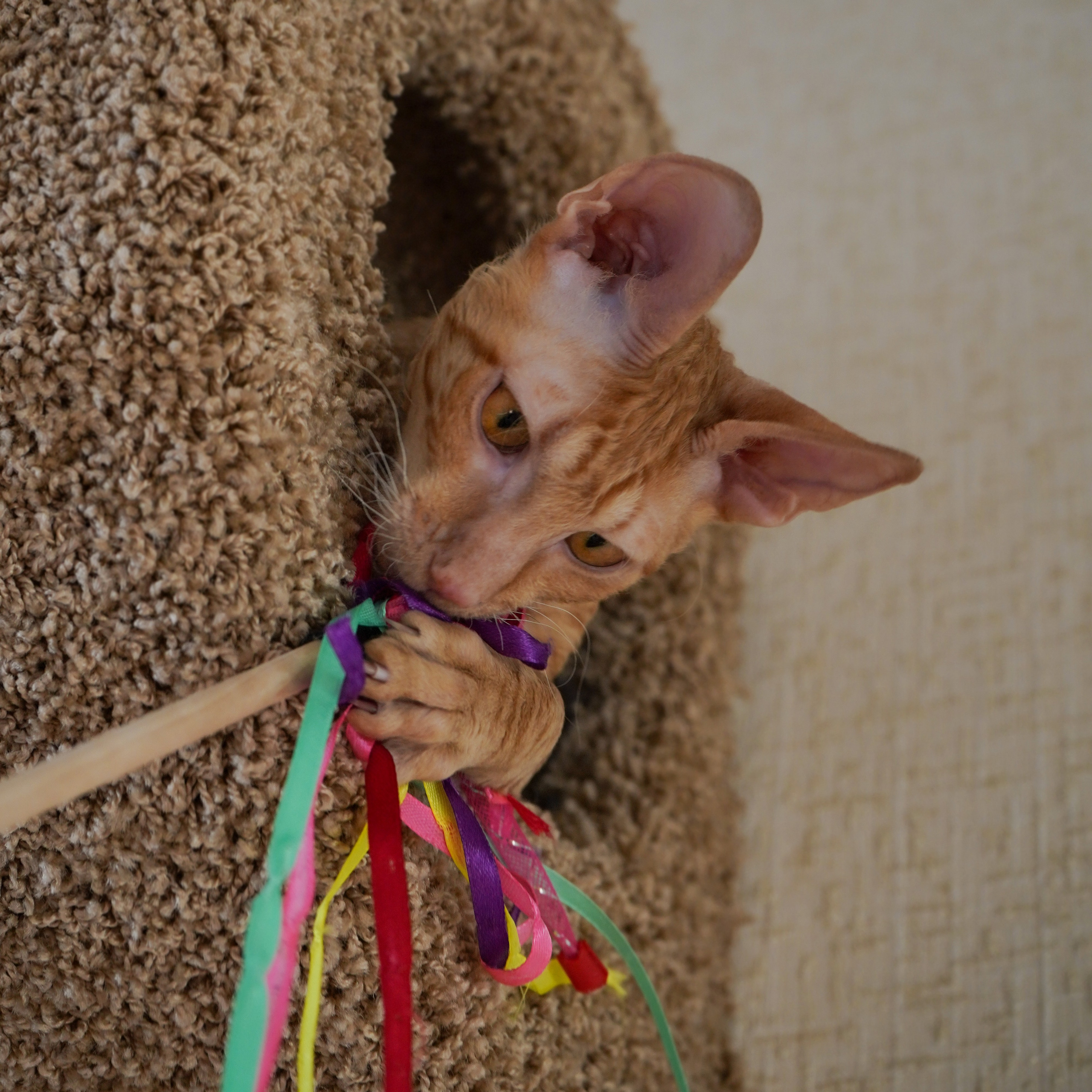 Фотосессии Пушистиков. Фотограф в Санкт-Петербурге Виктория Барышникова