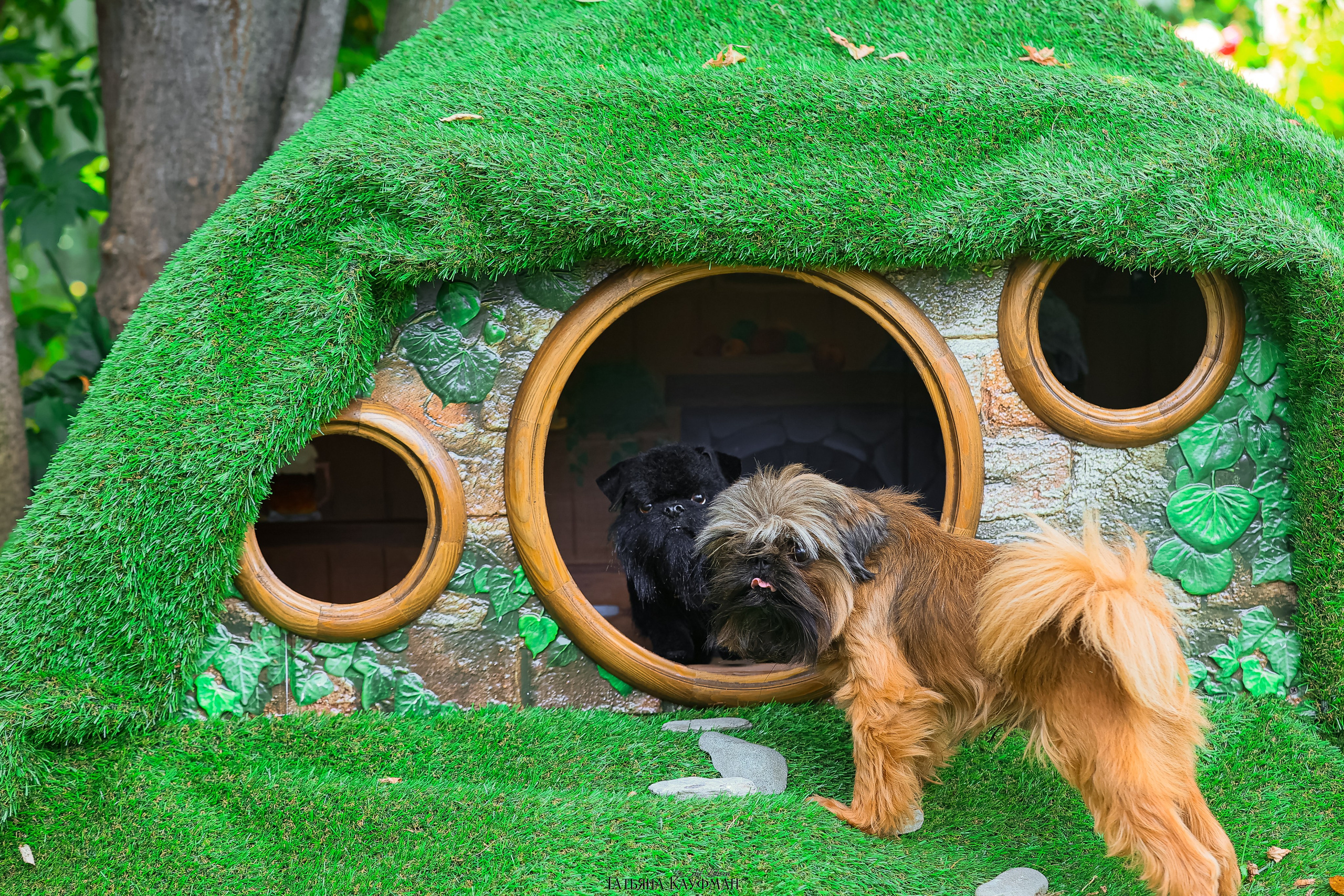 Домик для хоббитов, фотозона, властелин колец, шир, хоббиты, гномы, брюссельский гриффон, малый брабансон, фотосессия, ручная работа, фотограф анималист, фотограф Новосибирск
