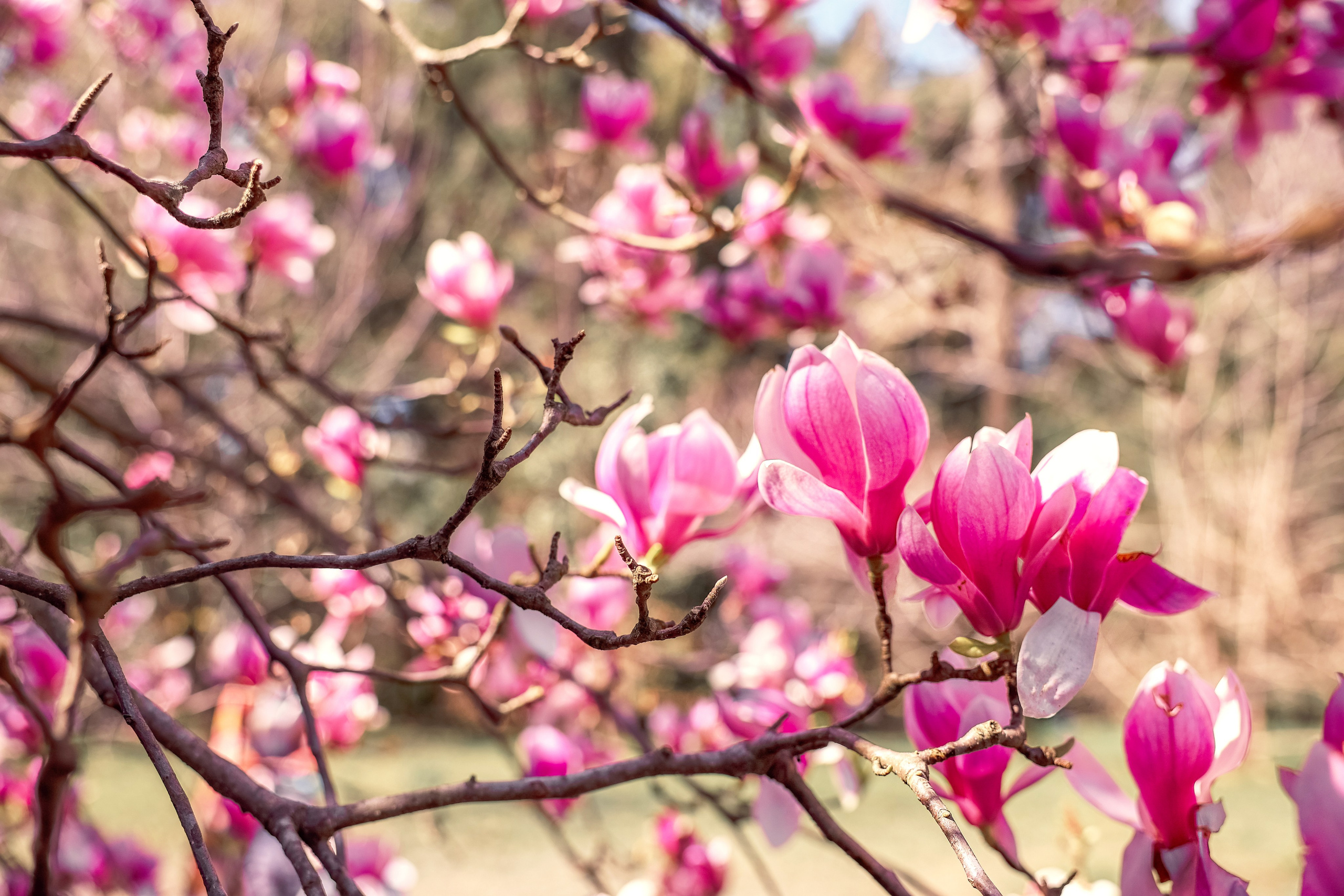 Фотосессия в цветении. Фотограф в Казани Ольга Яшина