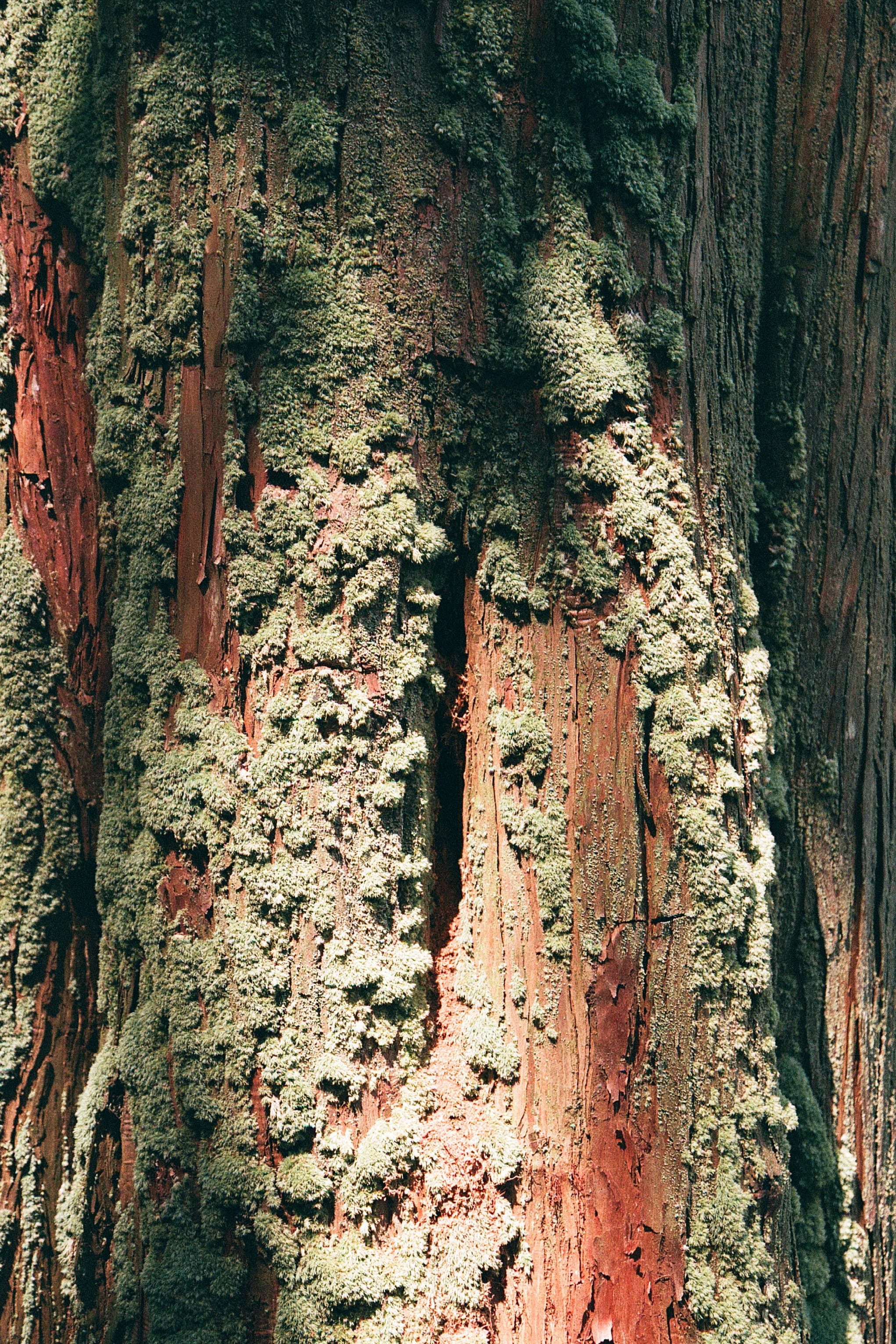 ГРУЗИЯ. ПРИРОДА.25. Профессиональный фотограф Федотова Арина