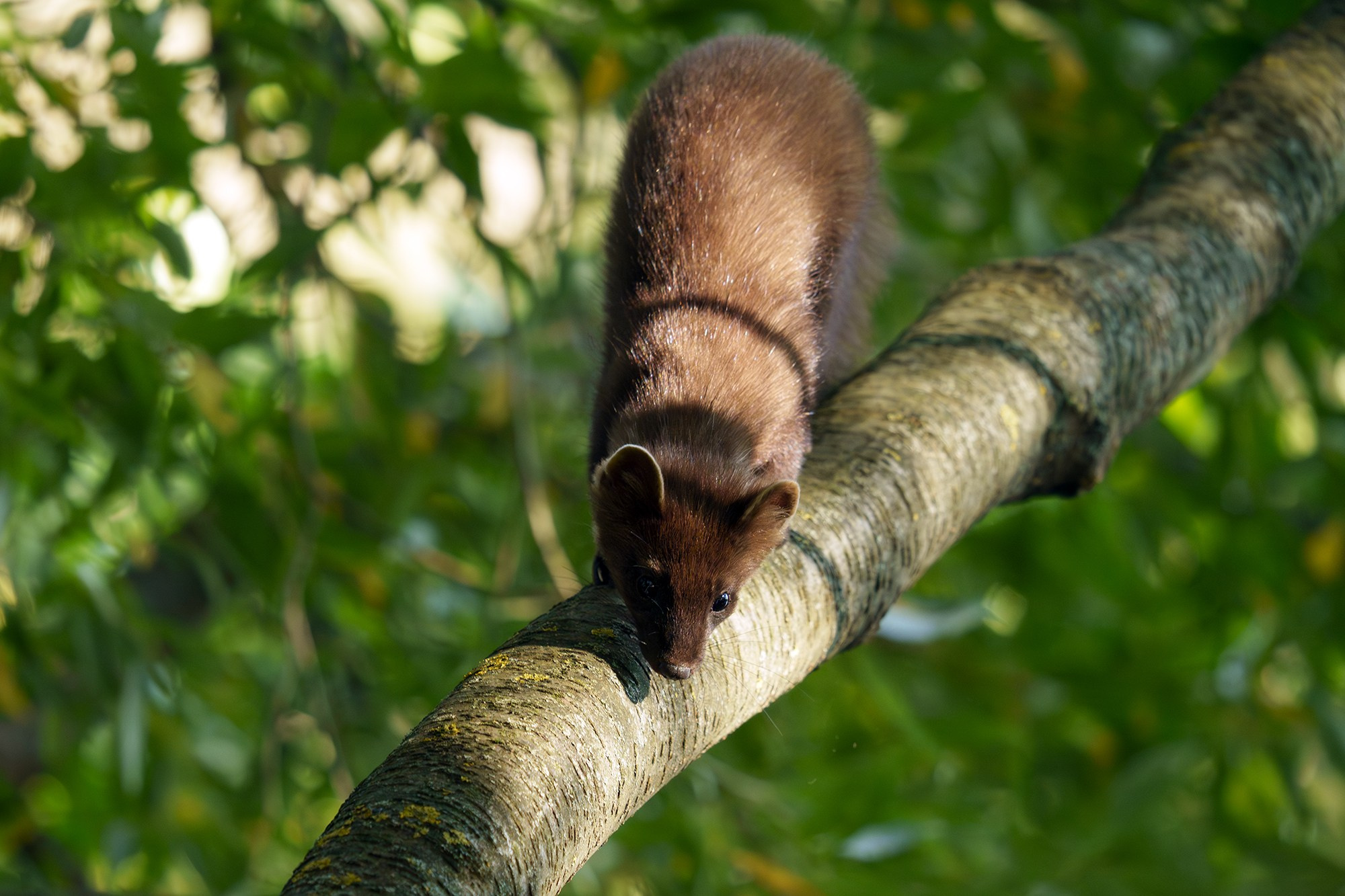 Животные. Ваш личный фотограф Марина Волкова