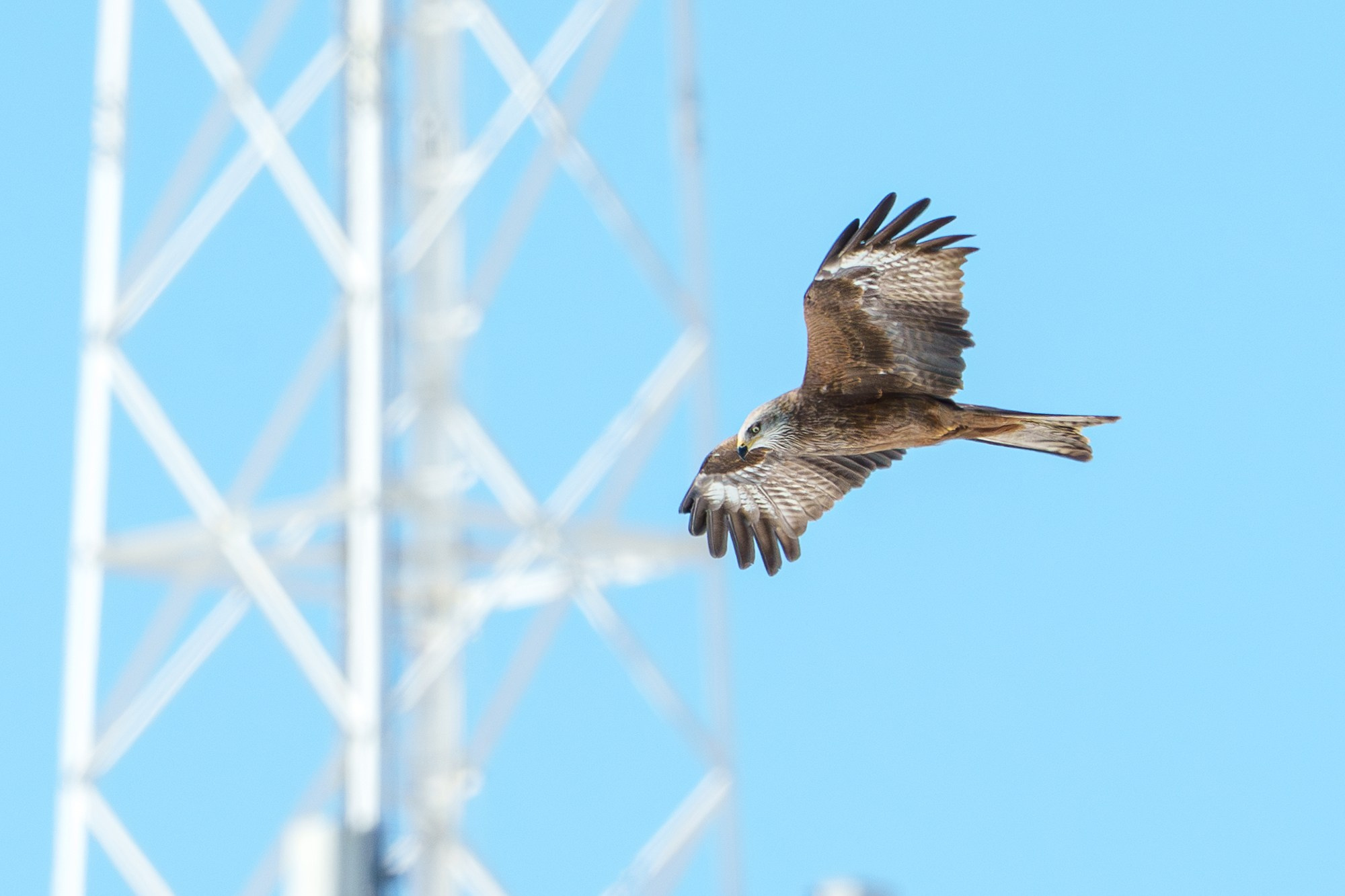 Удивительные мир птиц. Вокруг нас столько прекрасного — присмотритесь!. Ваш личный фотограф Марина Волкова