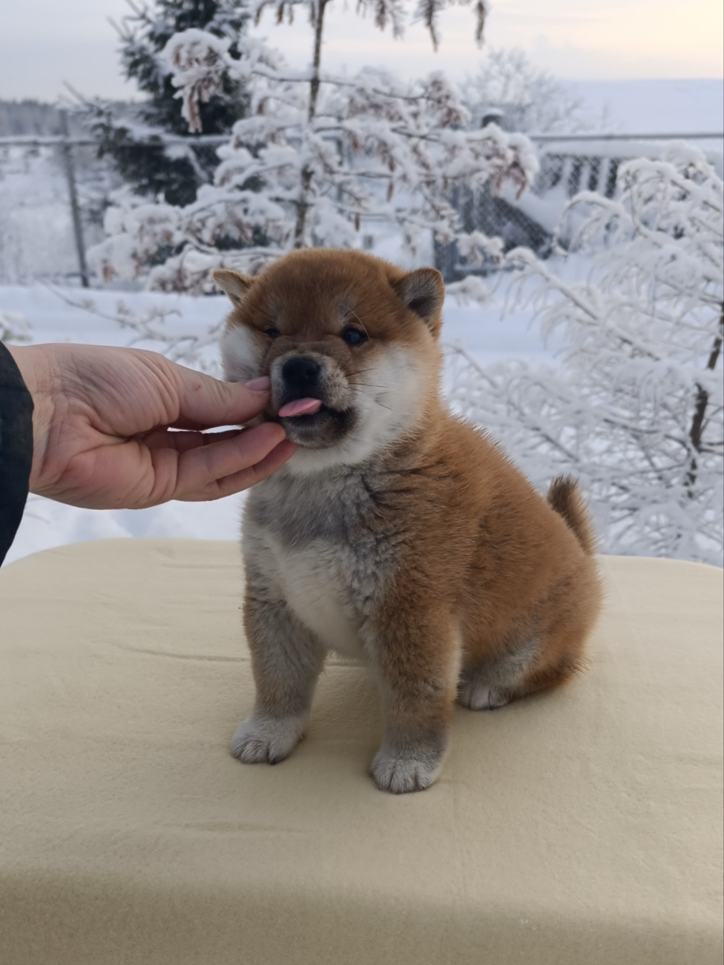 сиба питомник Рубилайт щенки на продажу rubylight  сиба щенки купить СПб Санкт-Петербург 