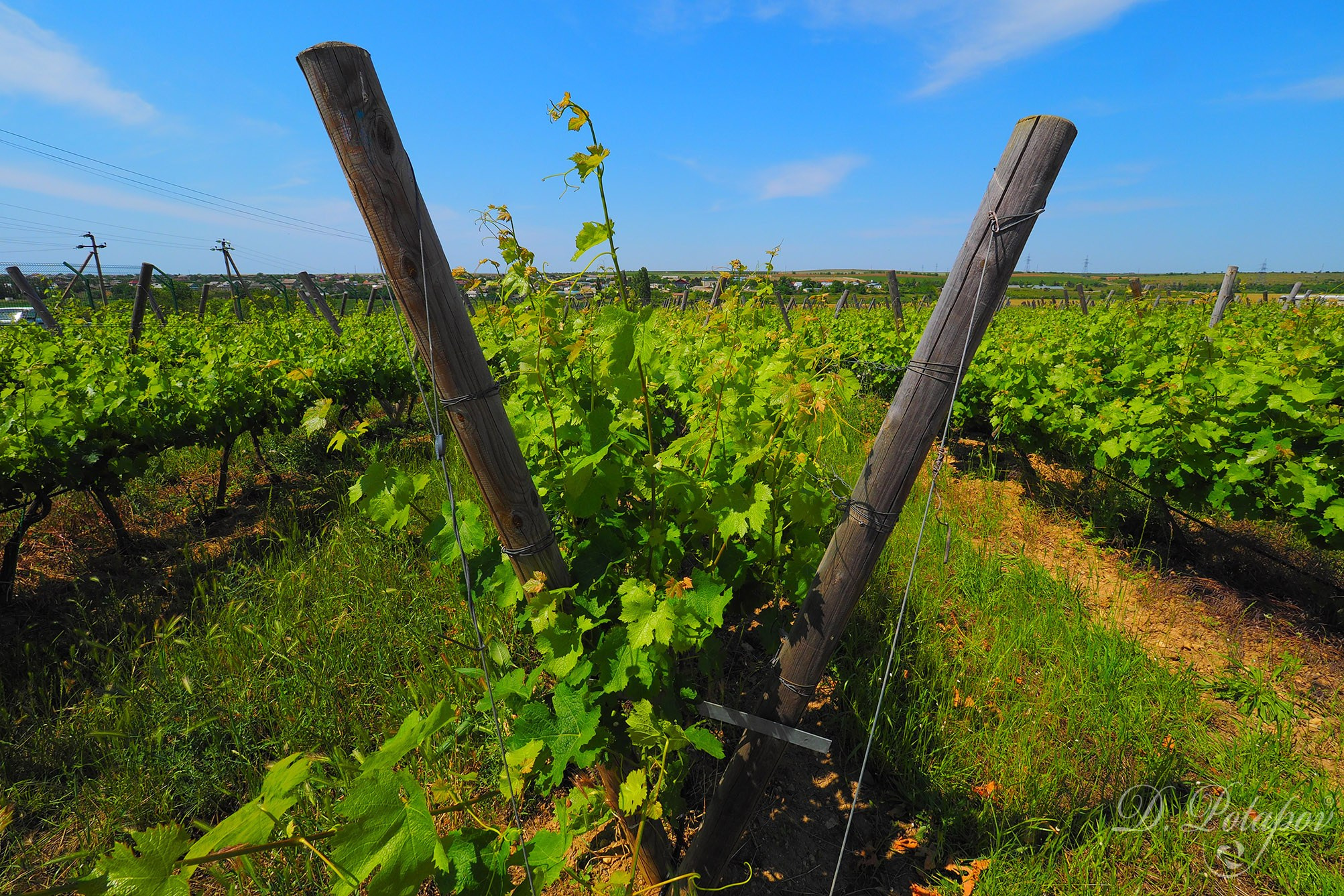 Крымская винодельня Alma Valley. Московский фотограф Дмитрий Потапов
