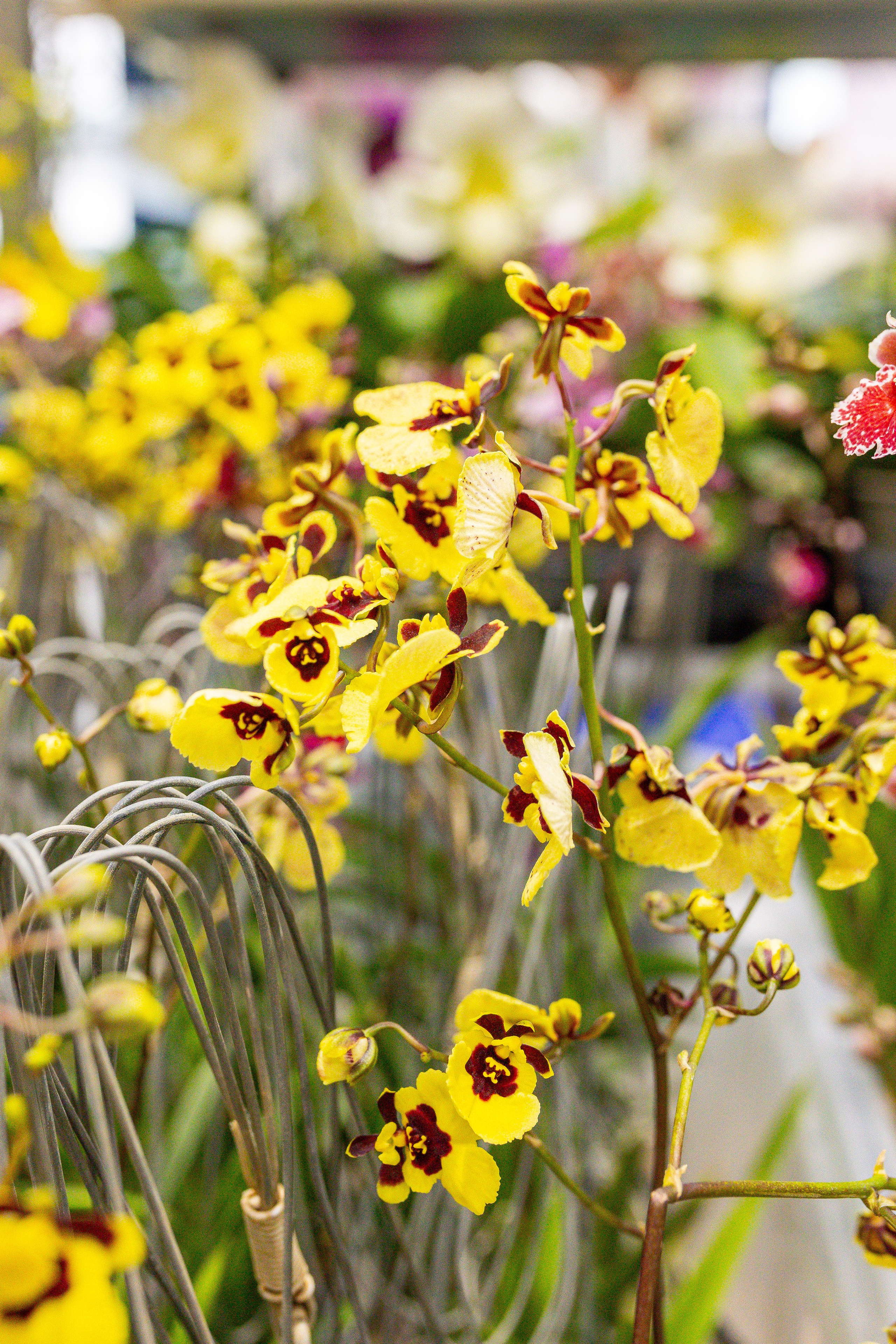 Орхидиум сентябрь 2025. Александра Куликова фотограф, Москва