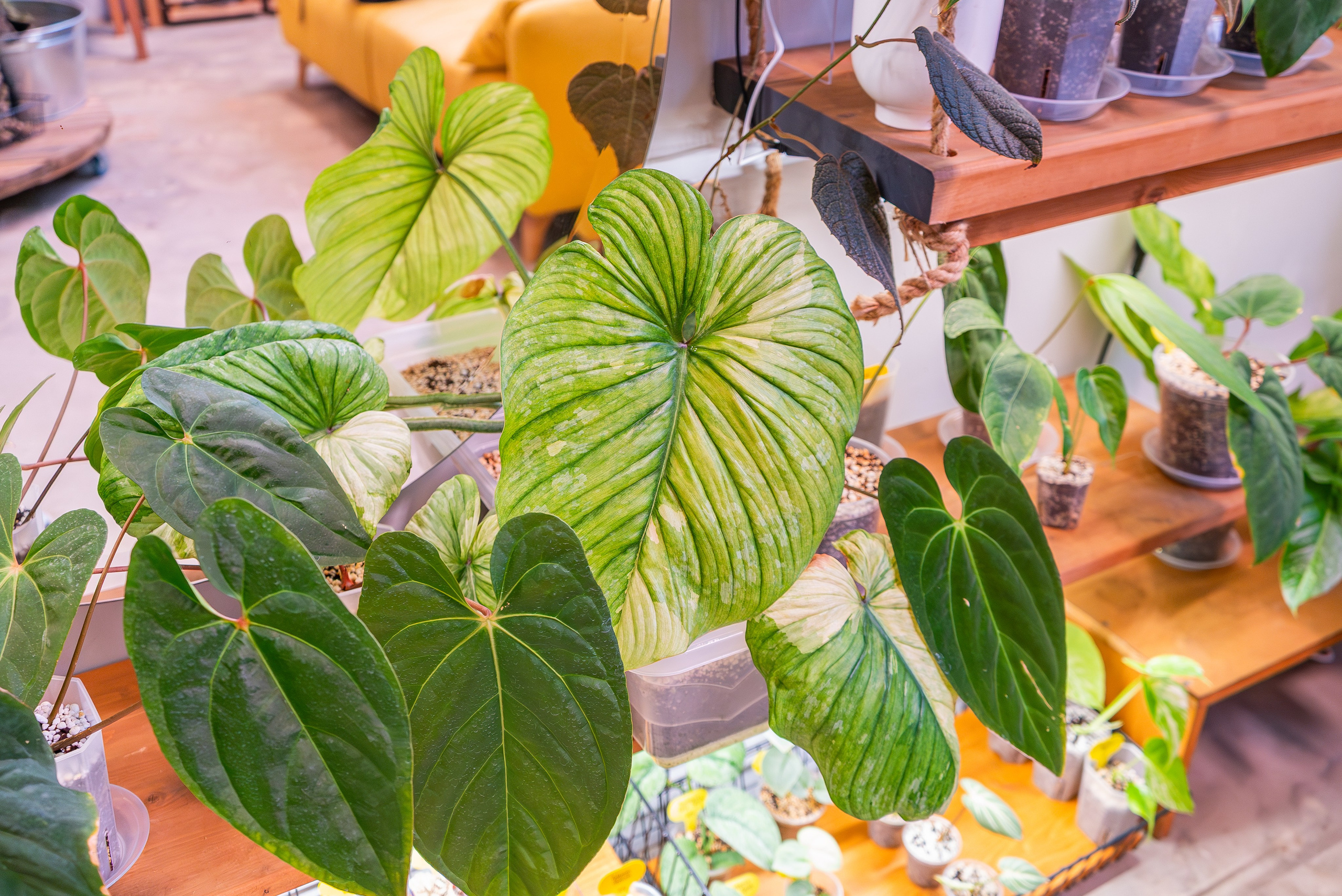 Make more plants. Александра Куликова фотограф, Москва