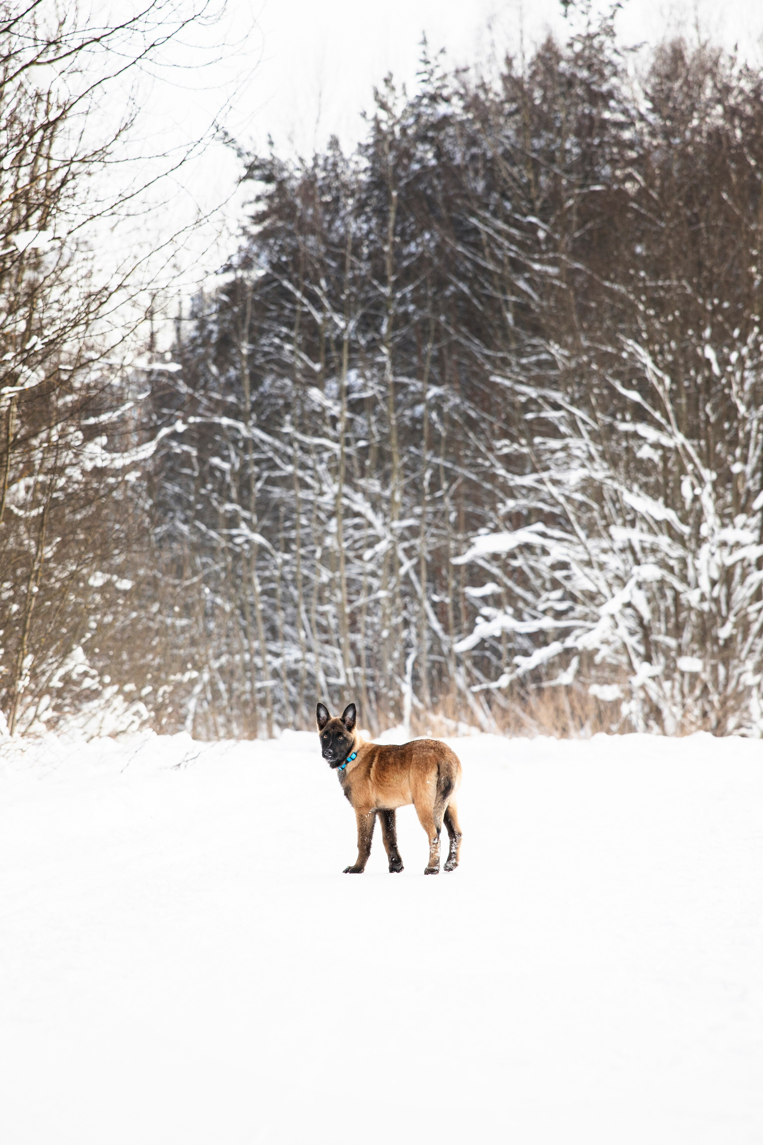 Бэлла и Панда. Анастасия Белаш