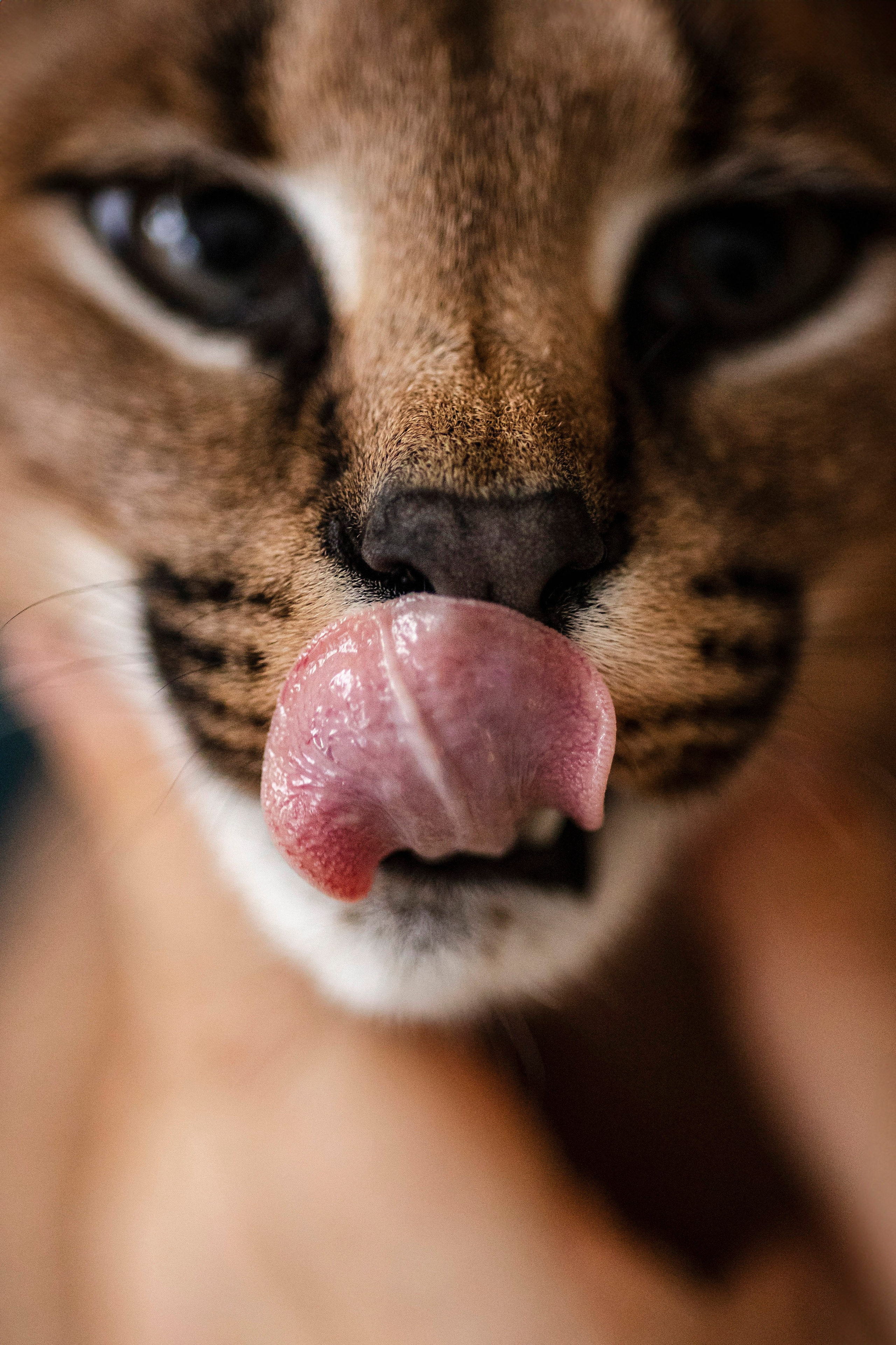 Съемка с лисами. Анастасия Белаш