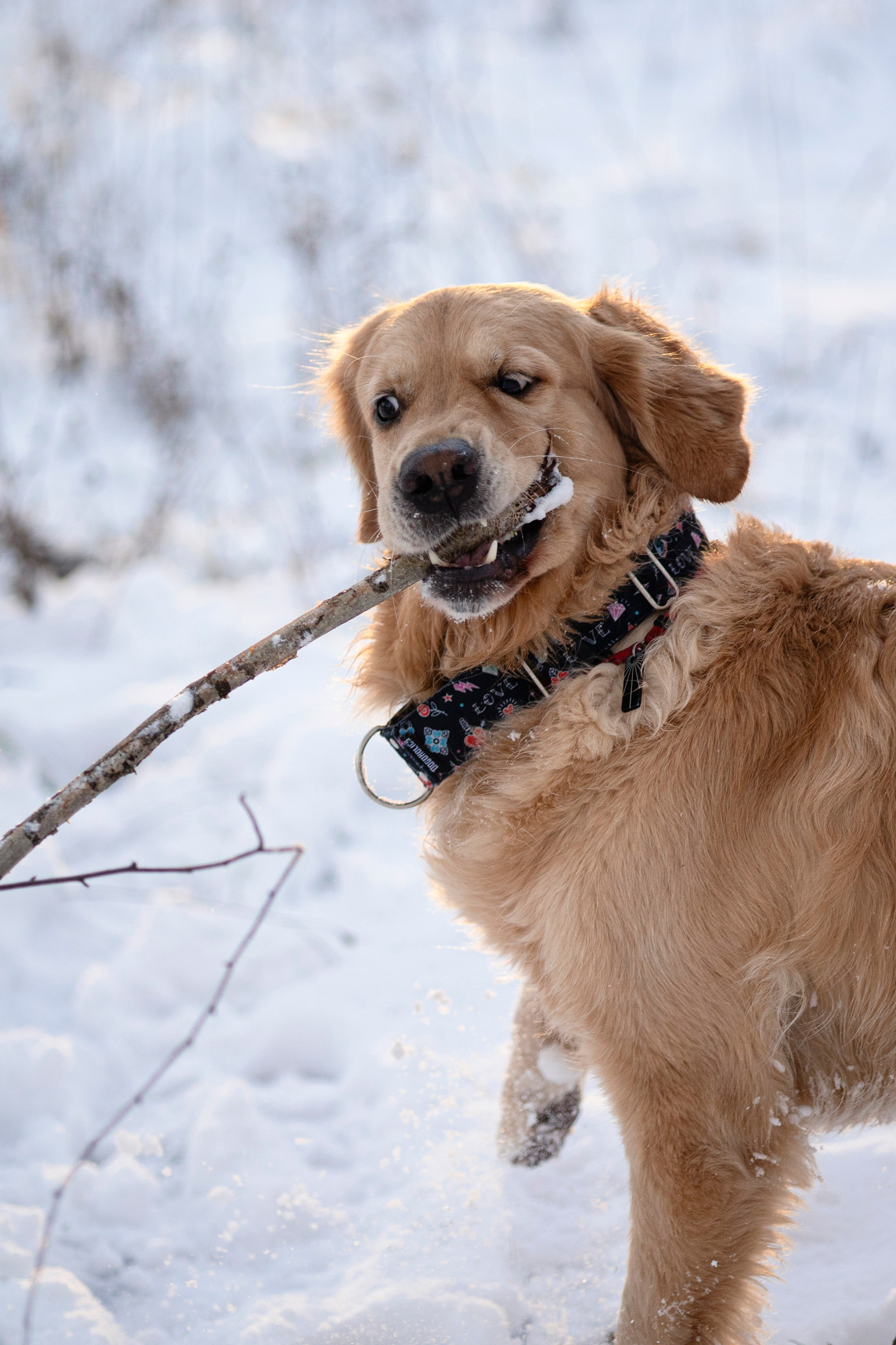Съемка с собакой. Анастасия Белаш