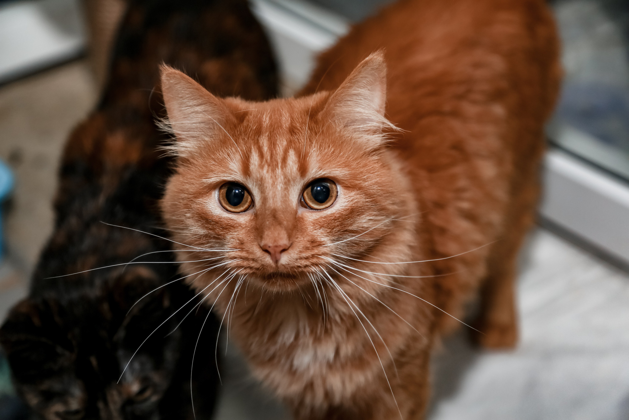 Приют Кошкин Дом Филимоша. Ваш фотограф в Оренбурге Рощупкина Екатерина