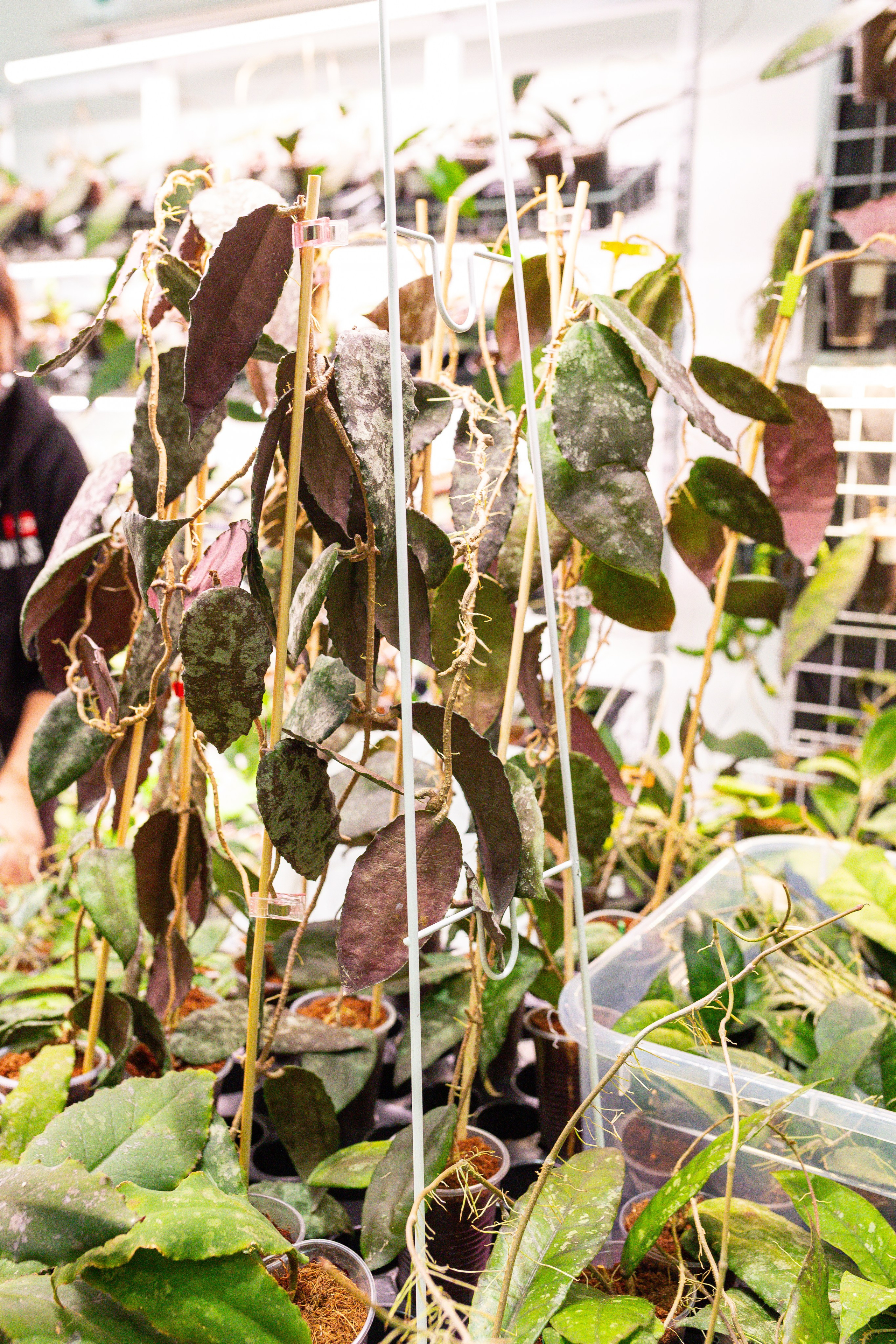 Монстериум 11–12 октября. Александра Куликова фотограф, Москва