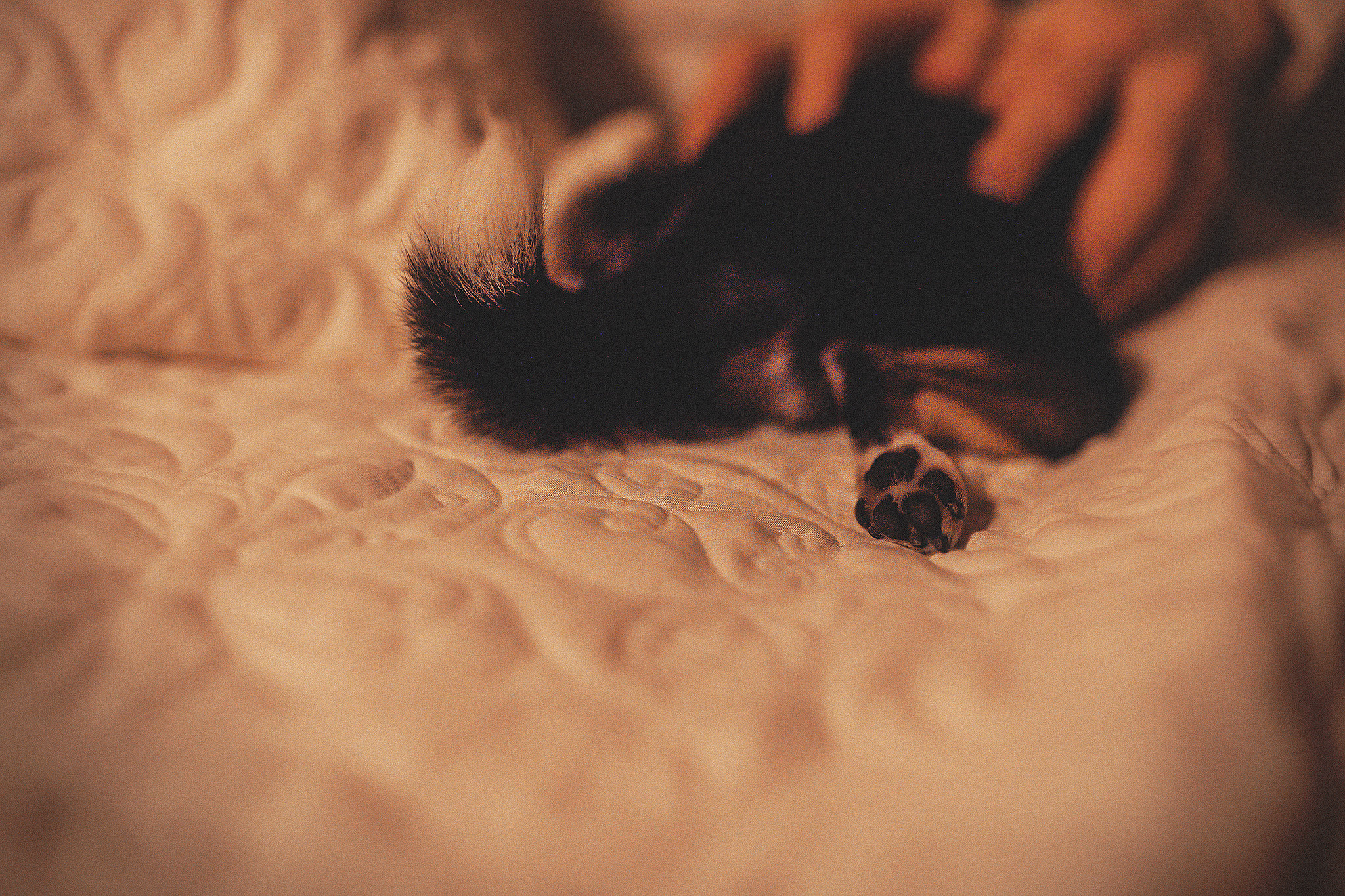 Хати и Света. Фотограф-анималист • love-story • Санкт-Петербург