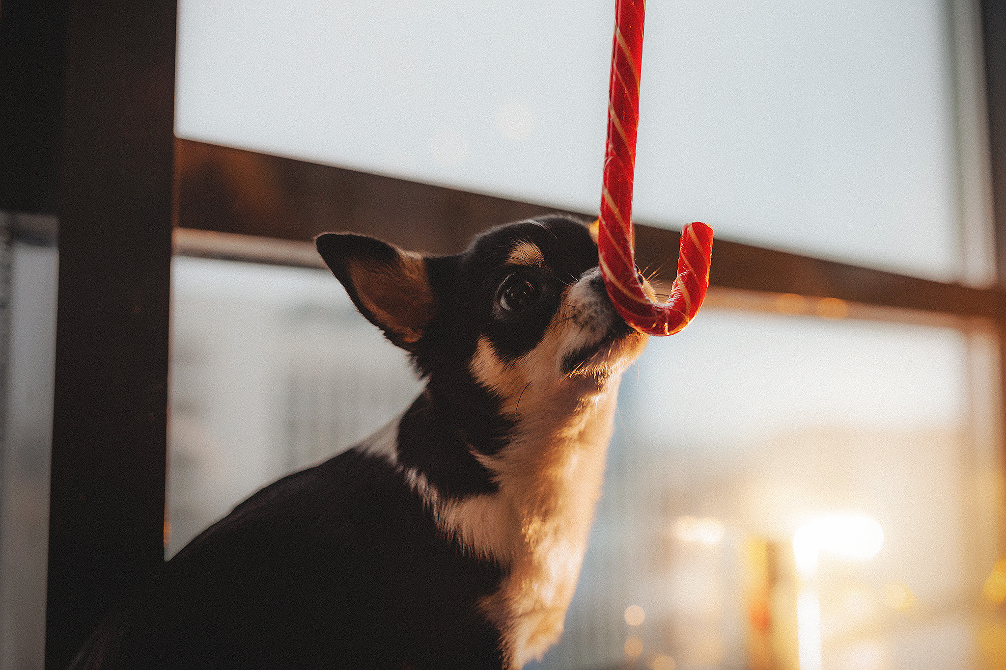 Хати и Света. Фотограф-анималист • love-story • Санкт-Петербург