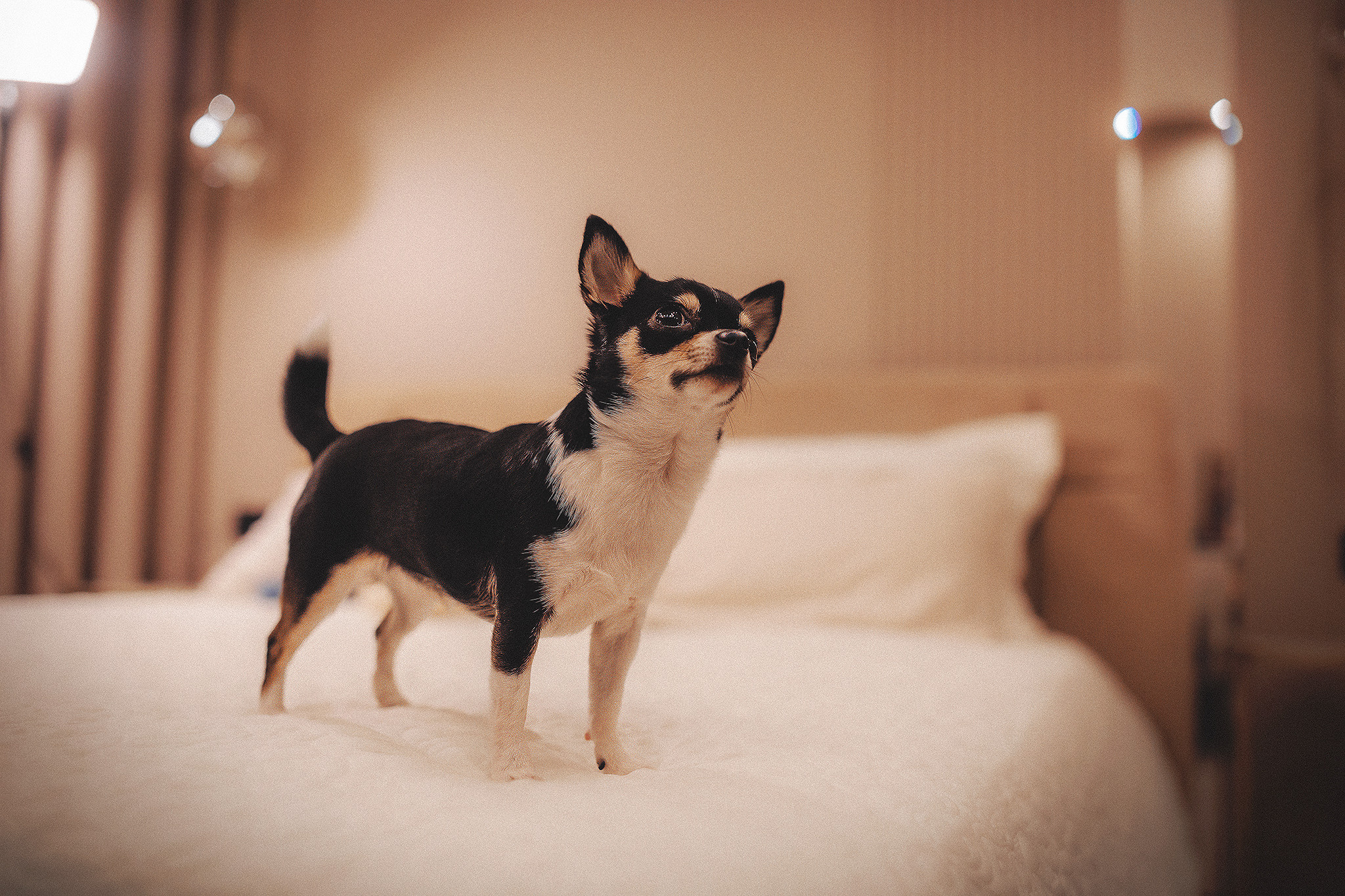 Хати и Света. Фотограф-анималист • love-story • Санкт-Петербург