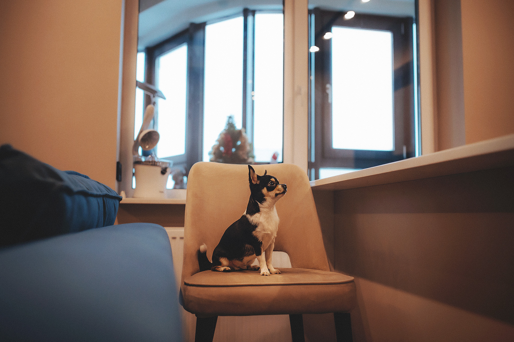 Хати и Света. Фотограф-анималист • love-story • Санкт-Петербург