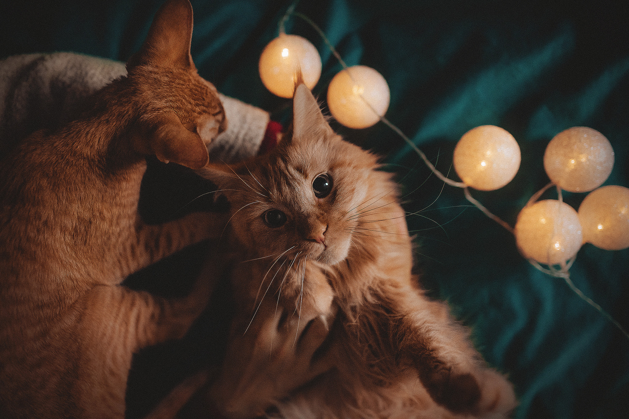 Котики love story. Фотограф-анималист • love-story • Санкт-Петербург