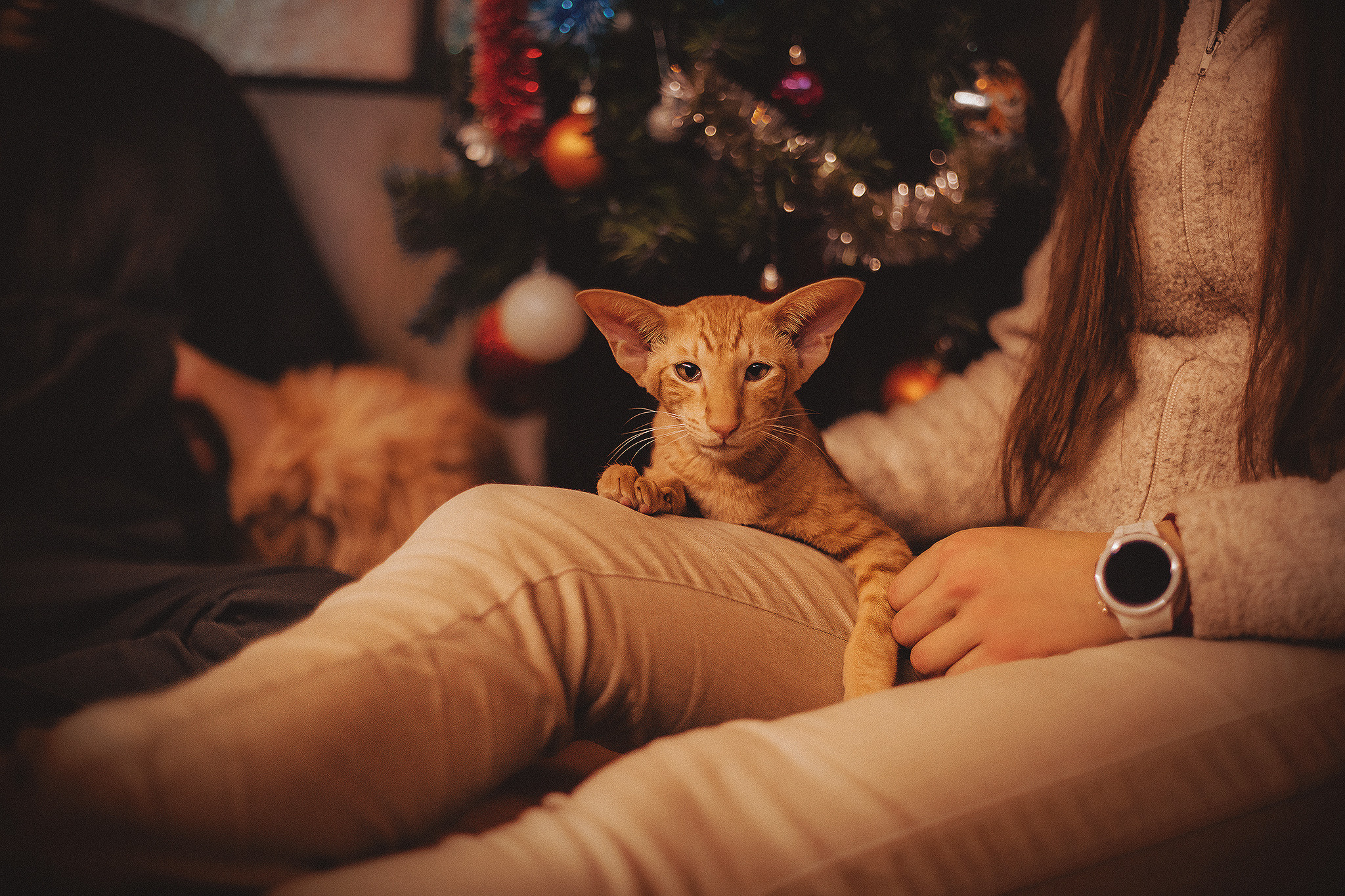 Котики love story. Фотограф-анималист • love-story • Санкт-Петербург