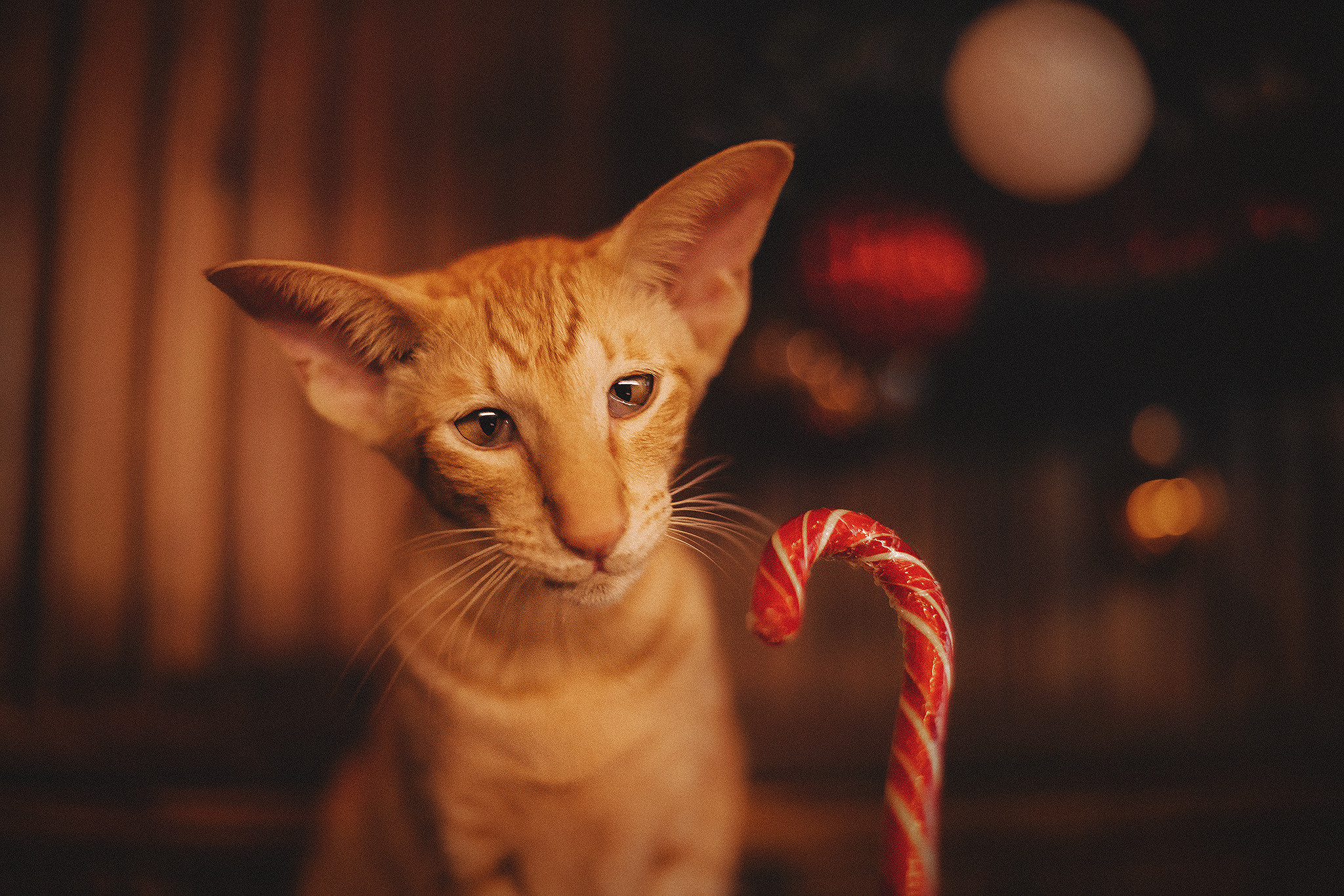 Котики love story. Фотограф-анималист • love-story • Санкт-Петербург