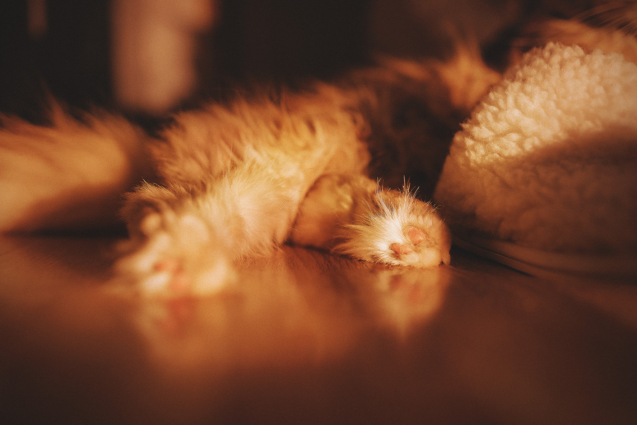 Котики love story. Фотограф-анималист • love-story • Санкт-Петербург