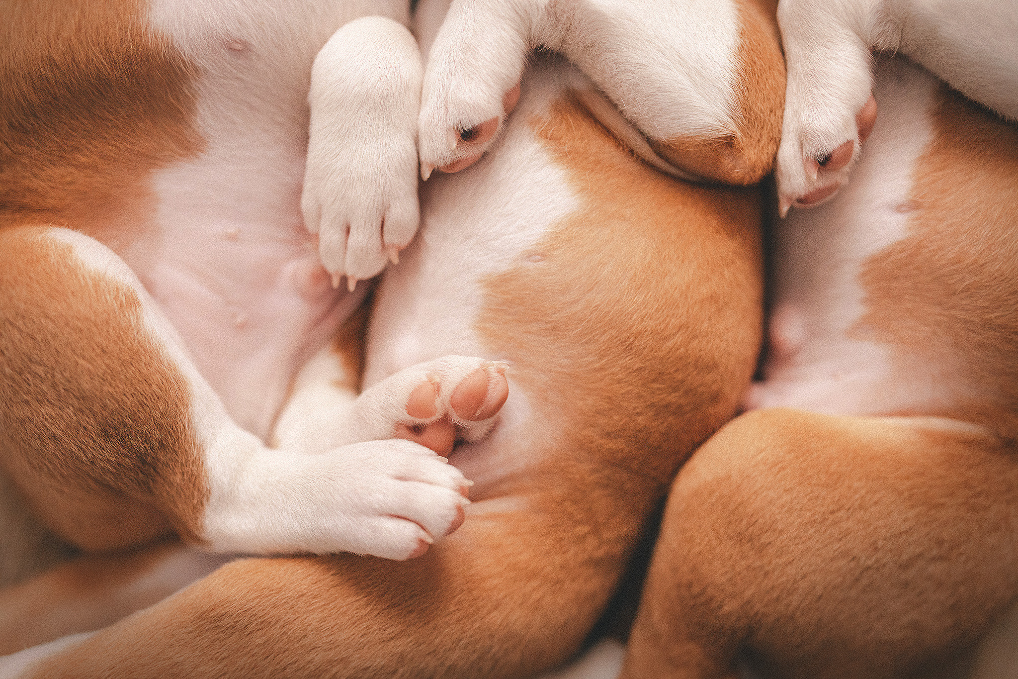 Басенджи щенки. Фотограф-анималист • love-story • Санкт-Петербург