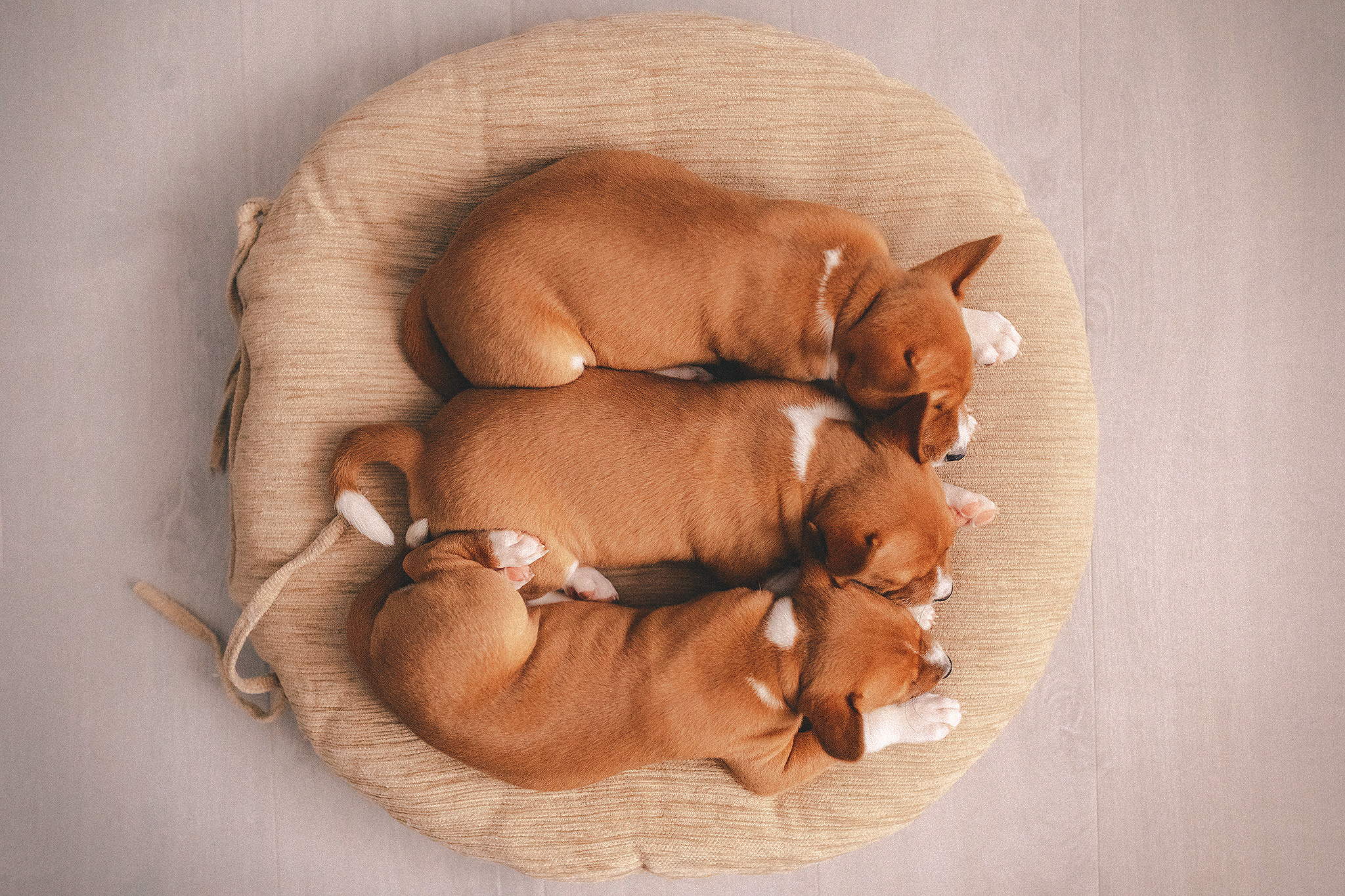 Басенджи щенки. Фотограф-анималист • love-story • Санкт-Петербург